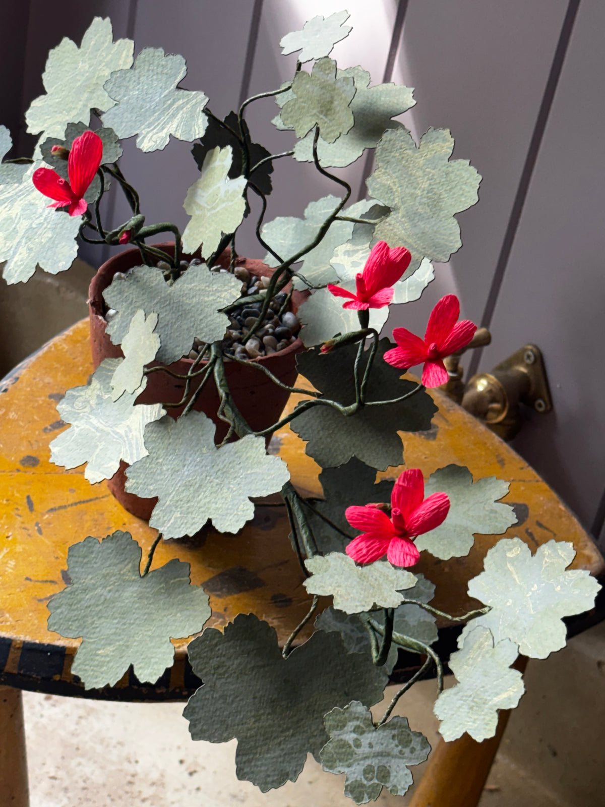 Paper geranium, trailing