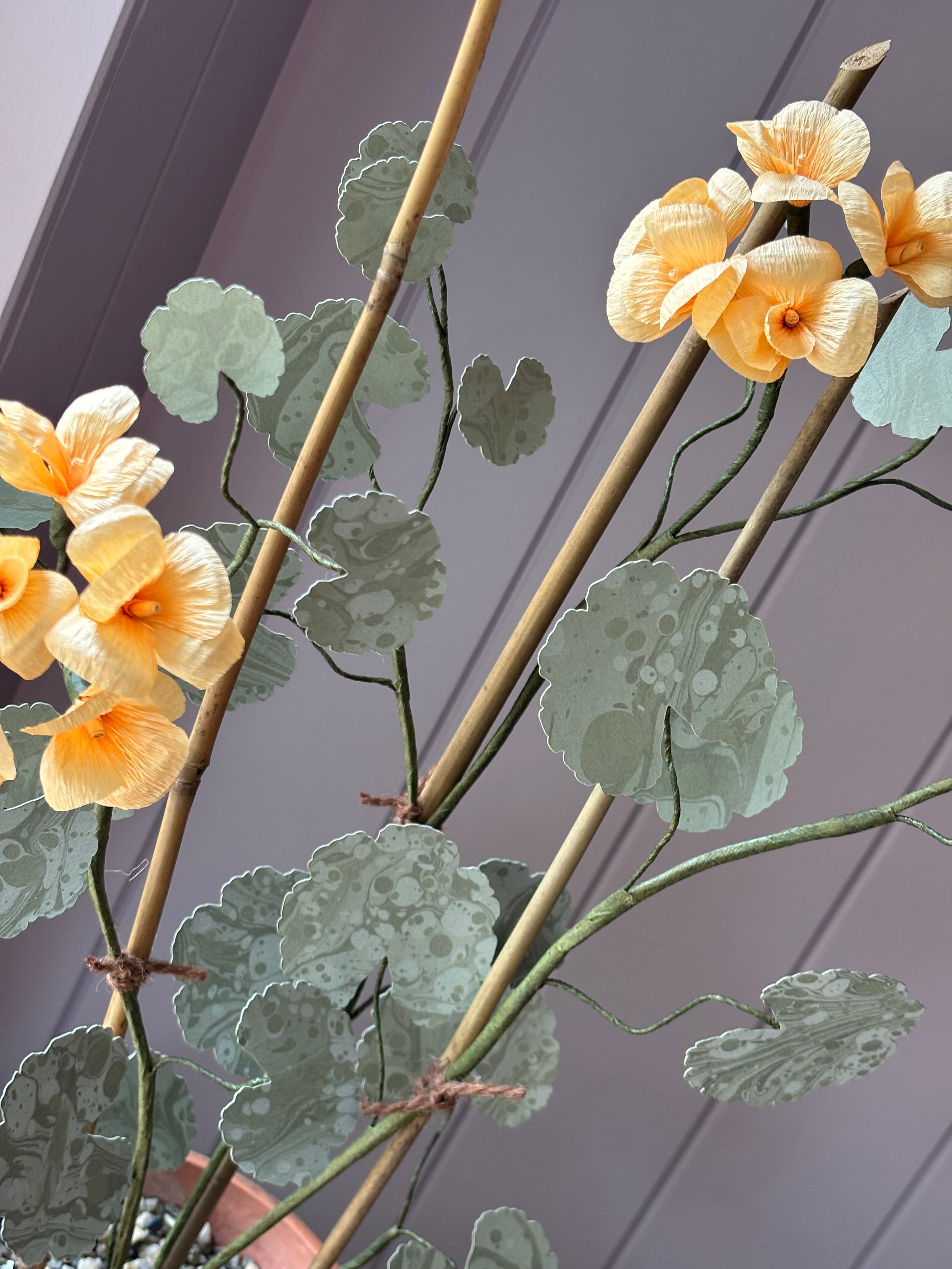 Paper geranium
