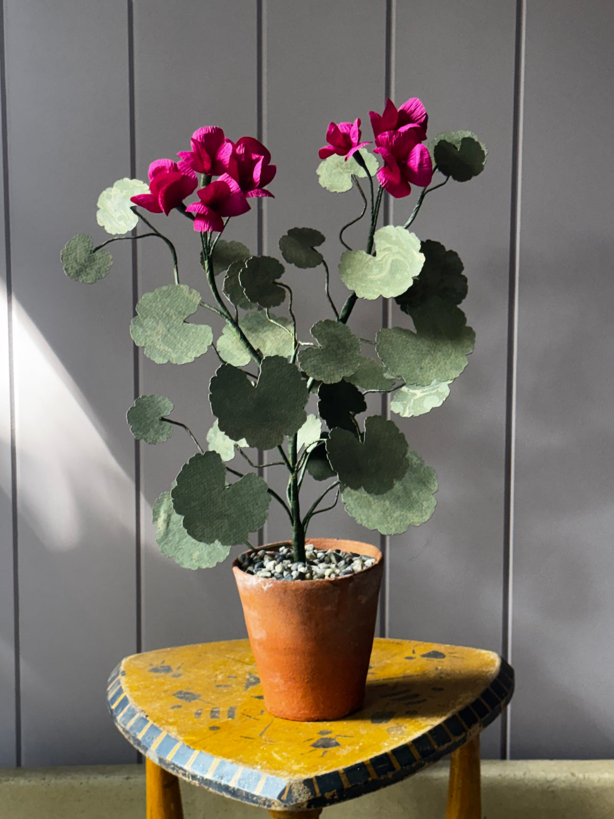 Paper geranium