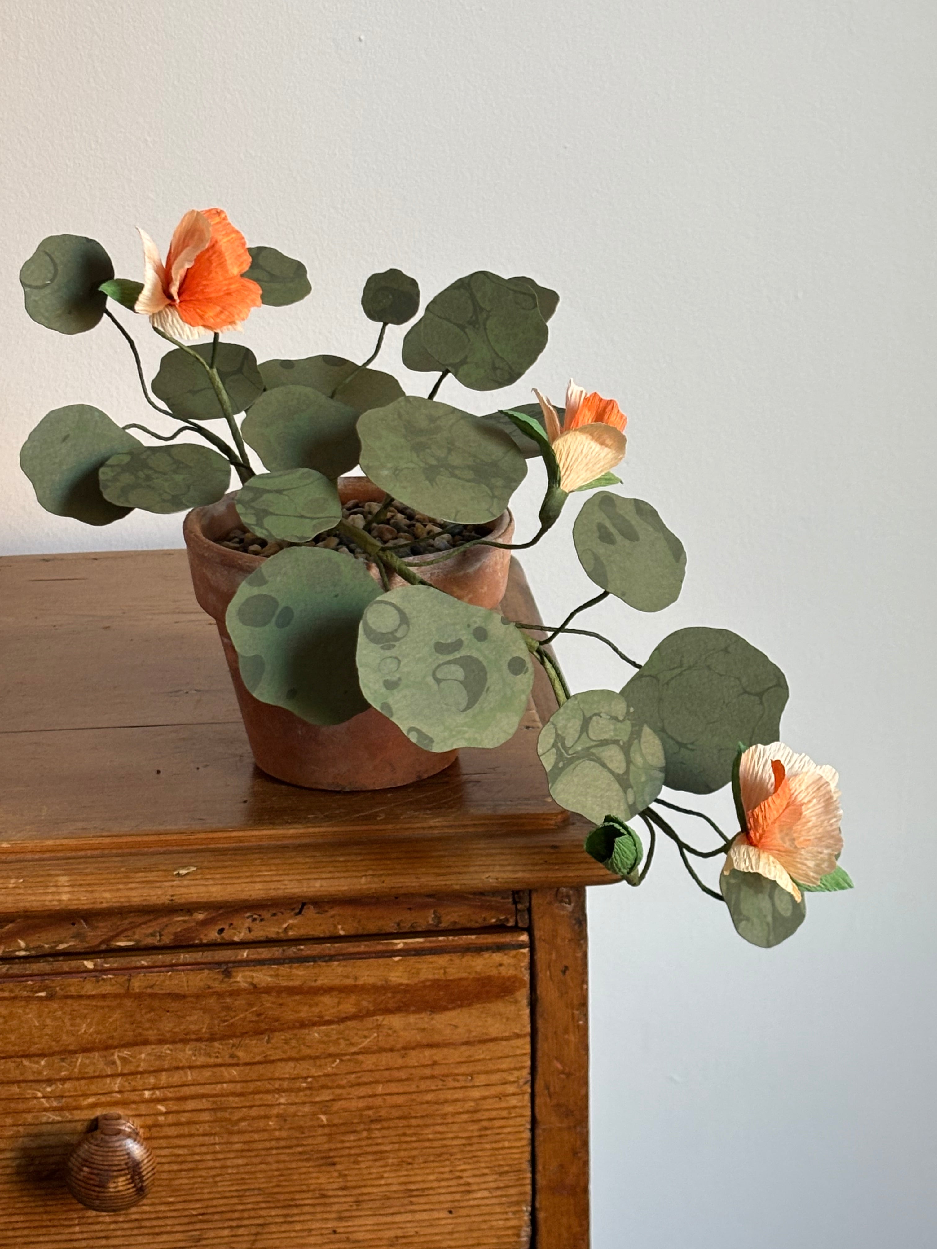 Nasturtium, trailing mini