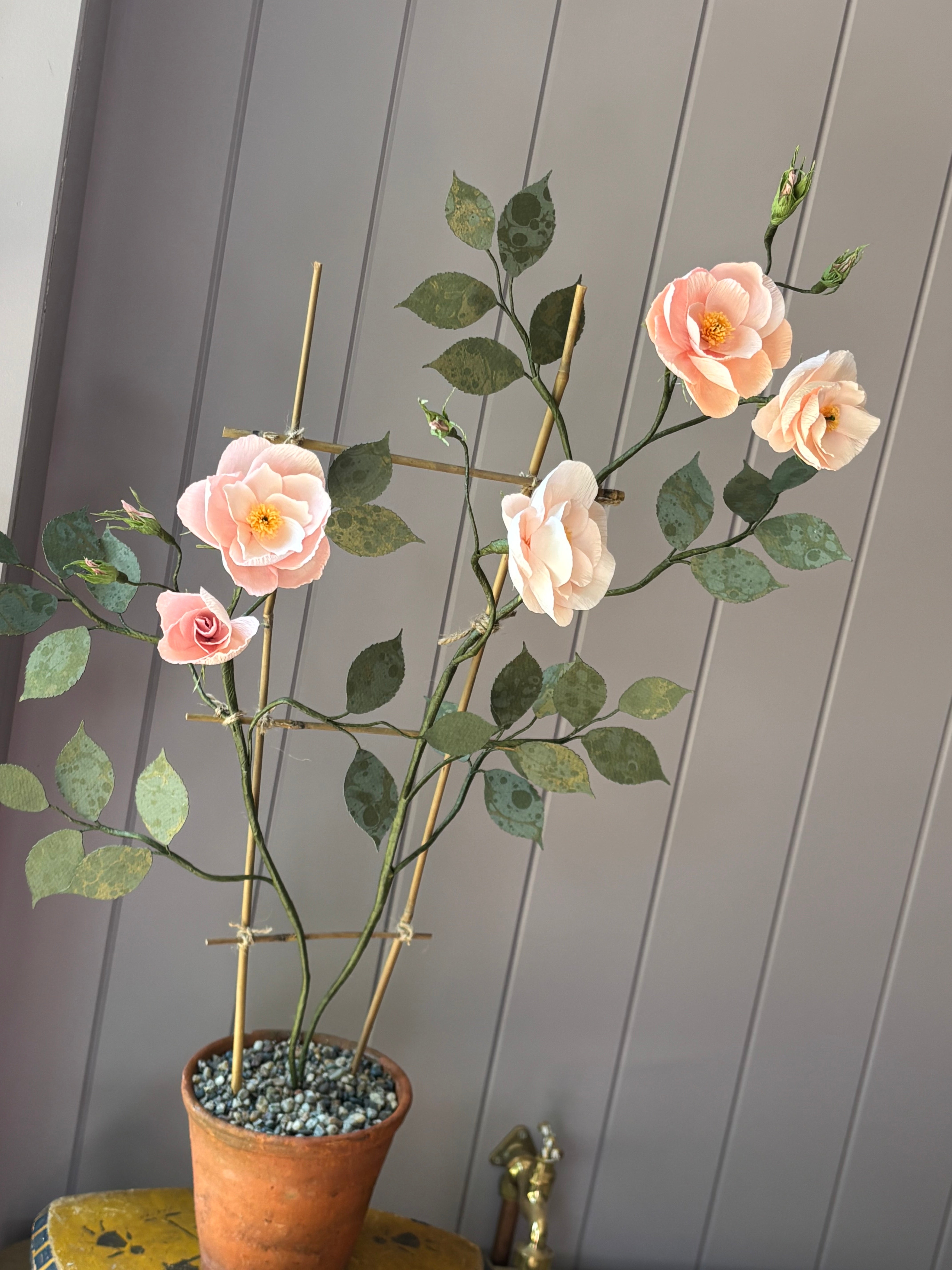 Climbing Rose