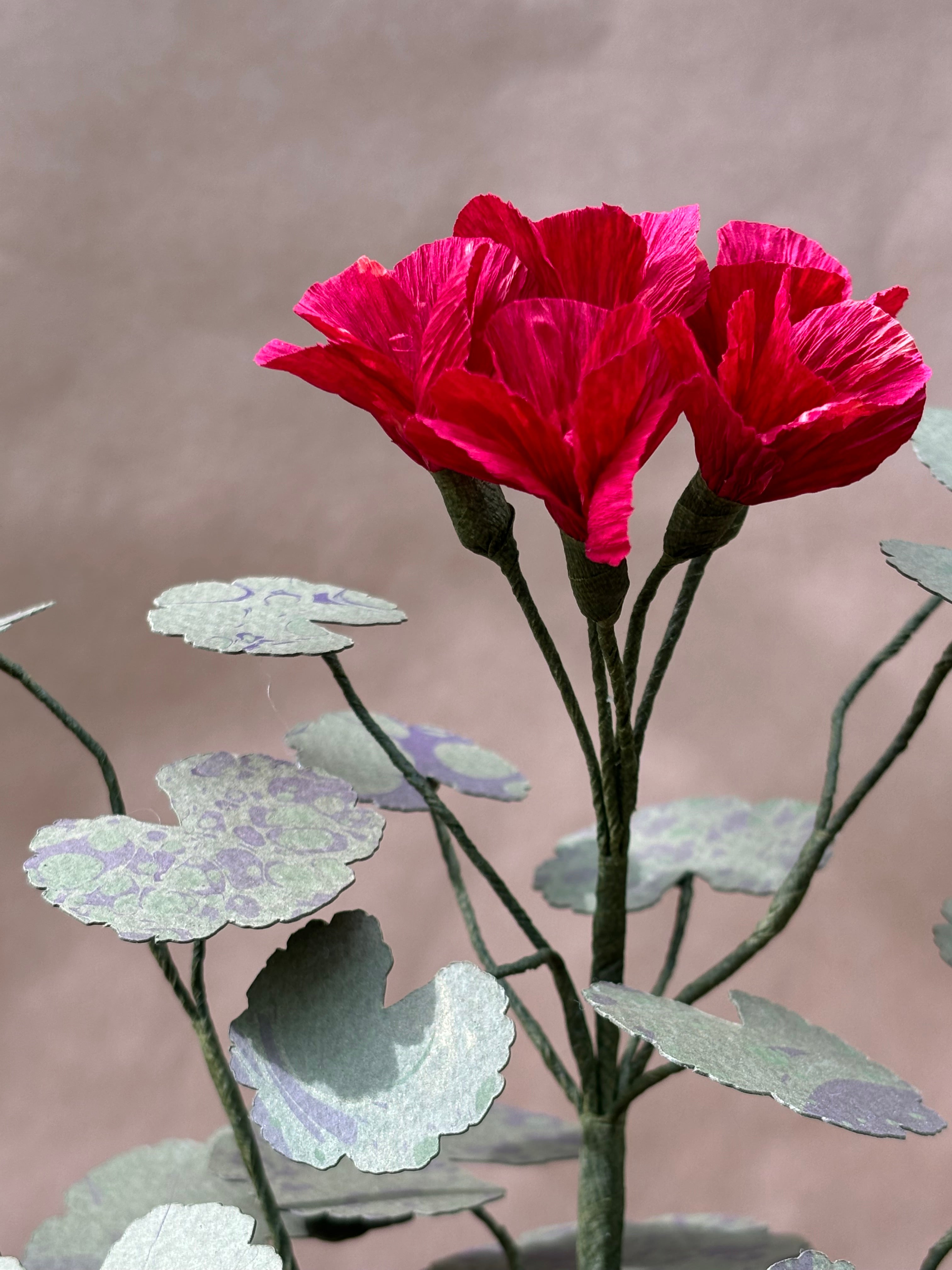 Paper Geranium