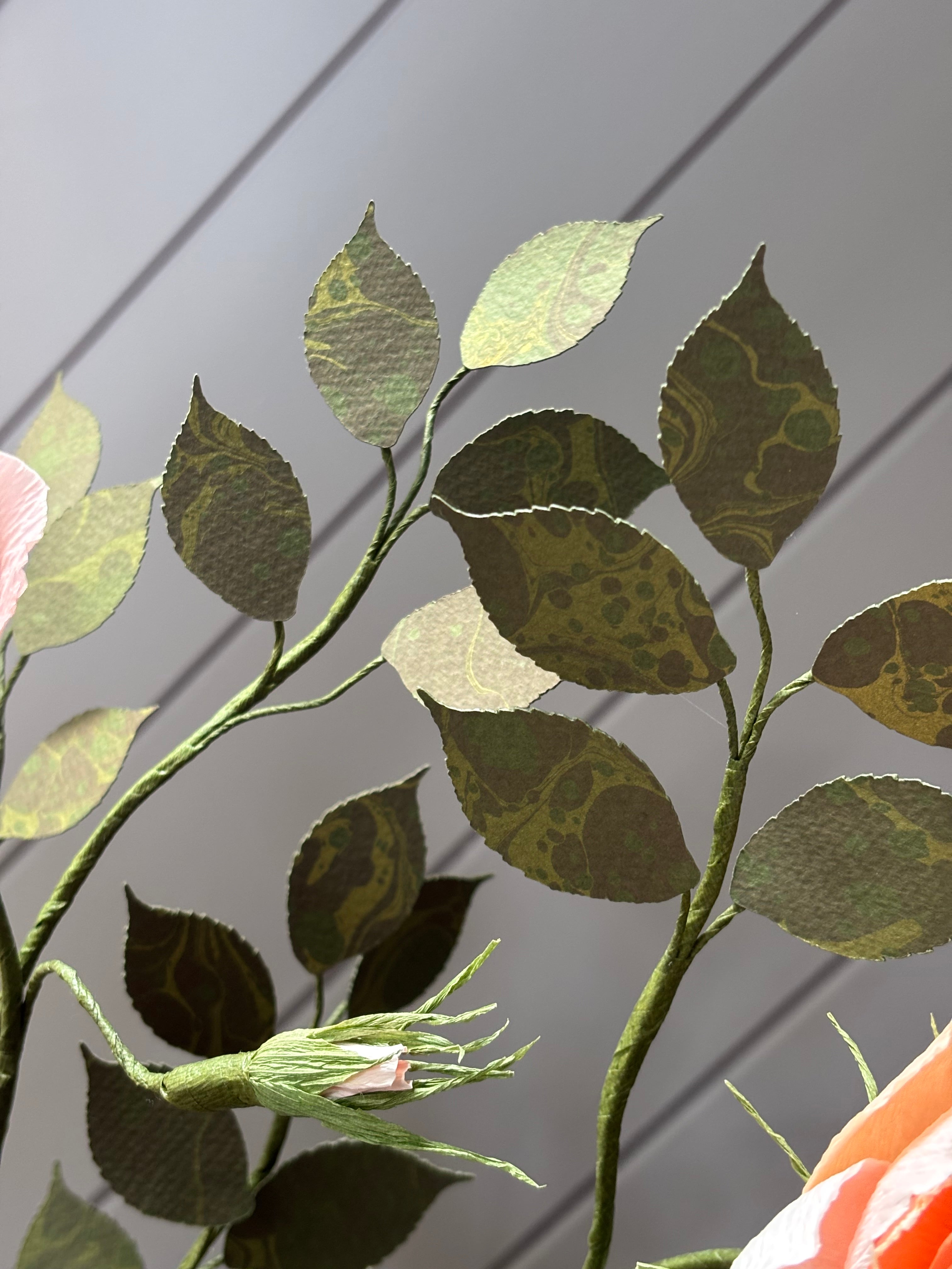 Paper Shrub Rose