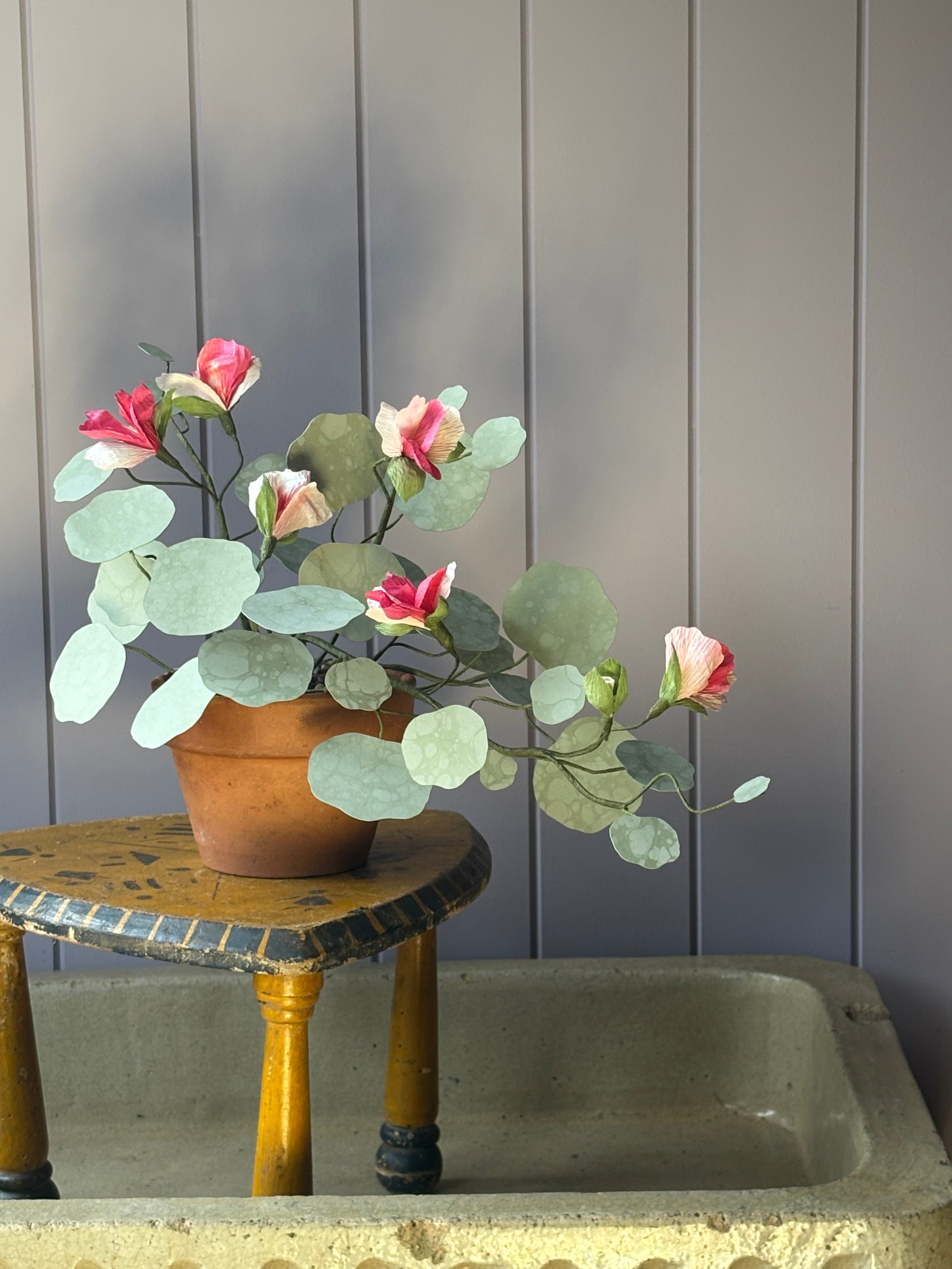 Nasturtium, trailing