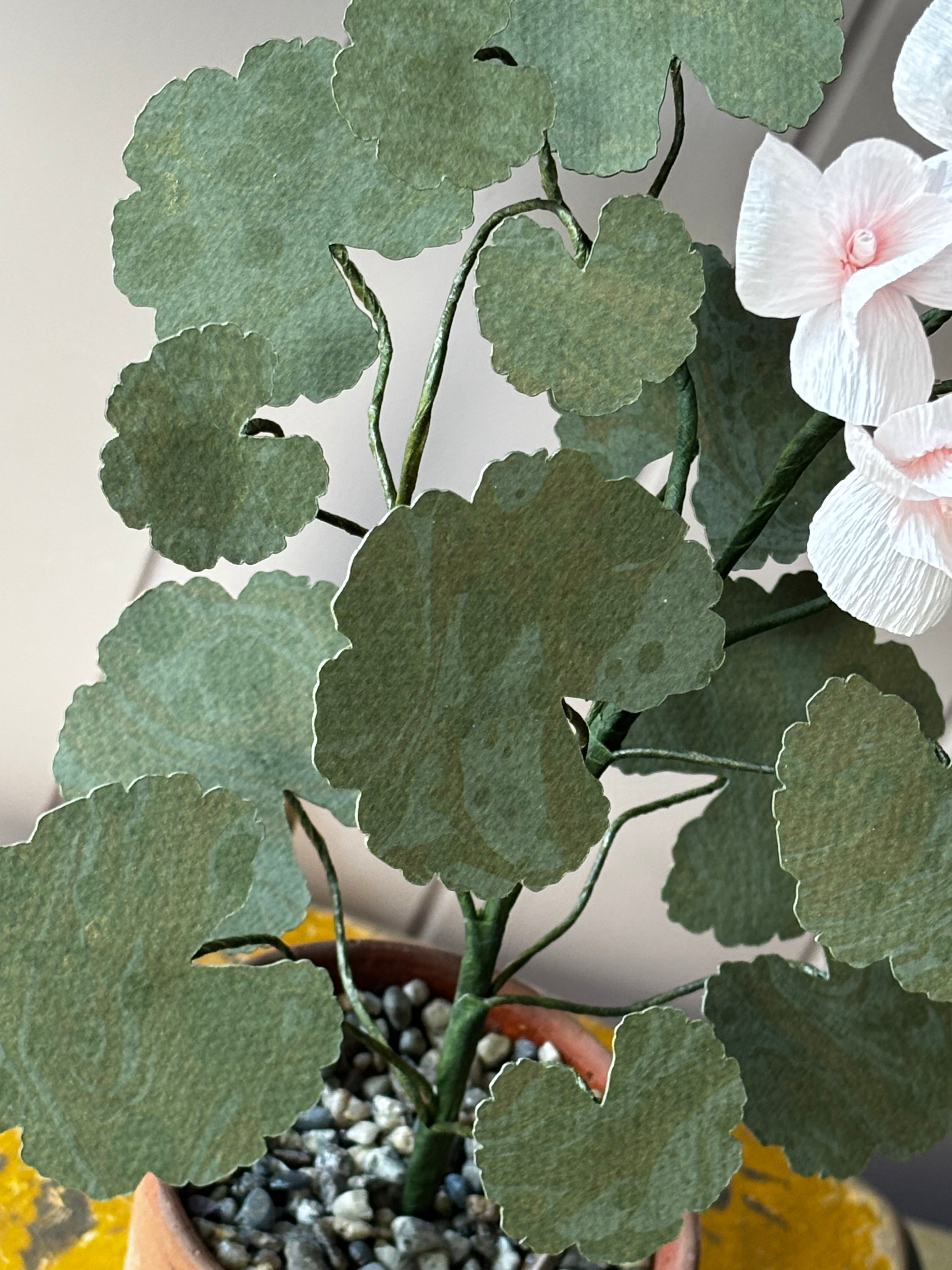 Paper geranium