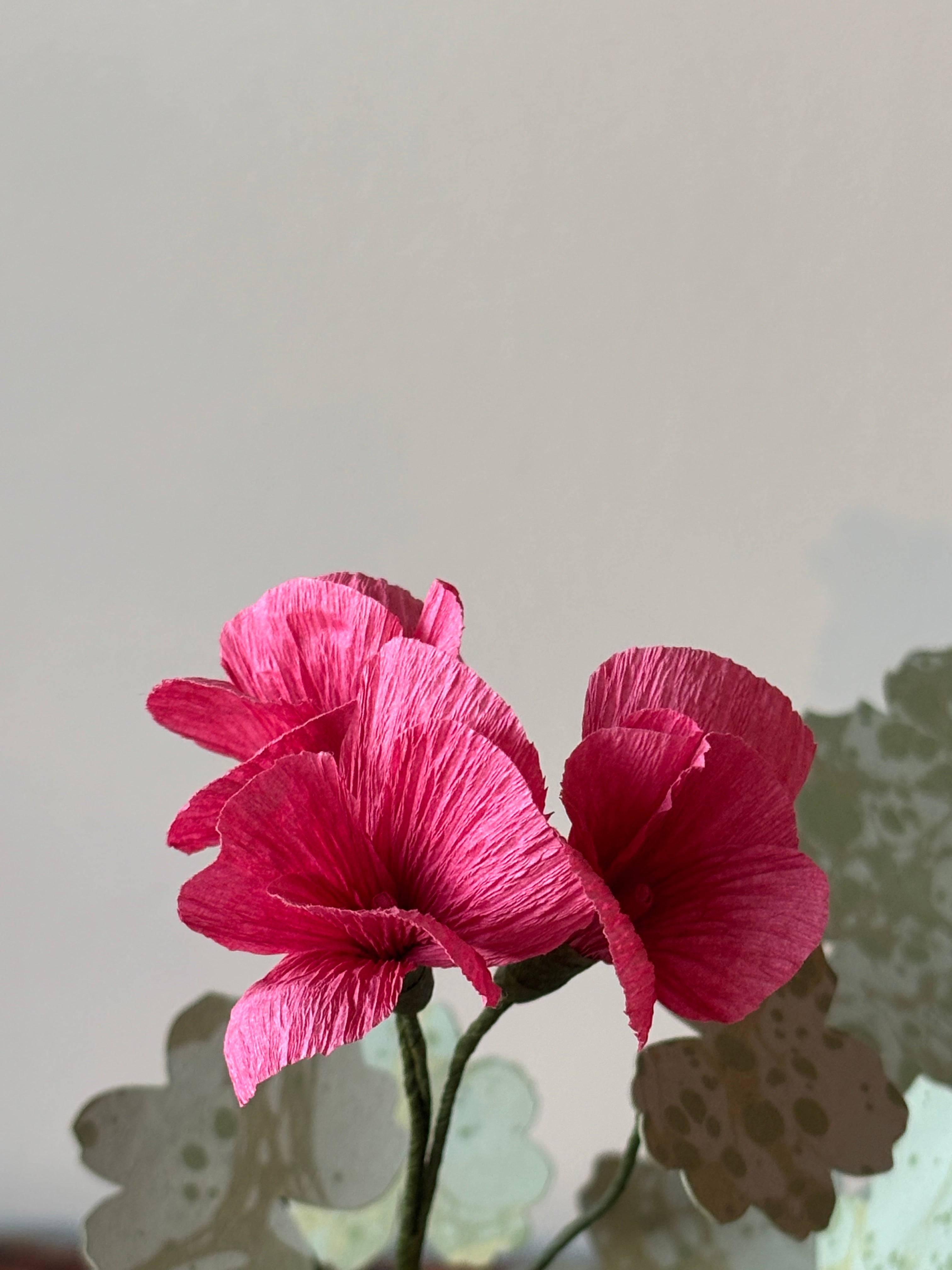 Paper Geranium