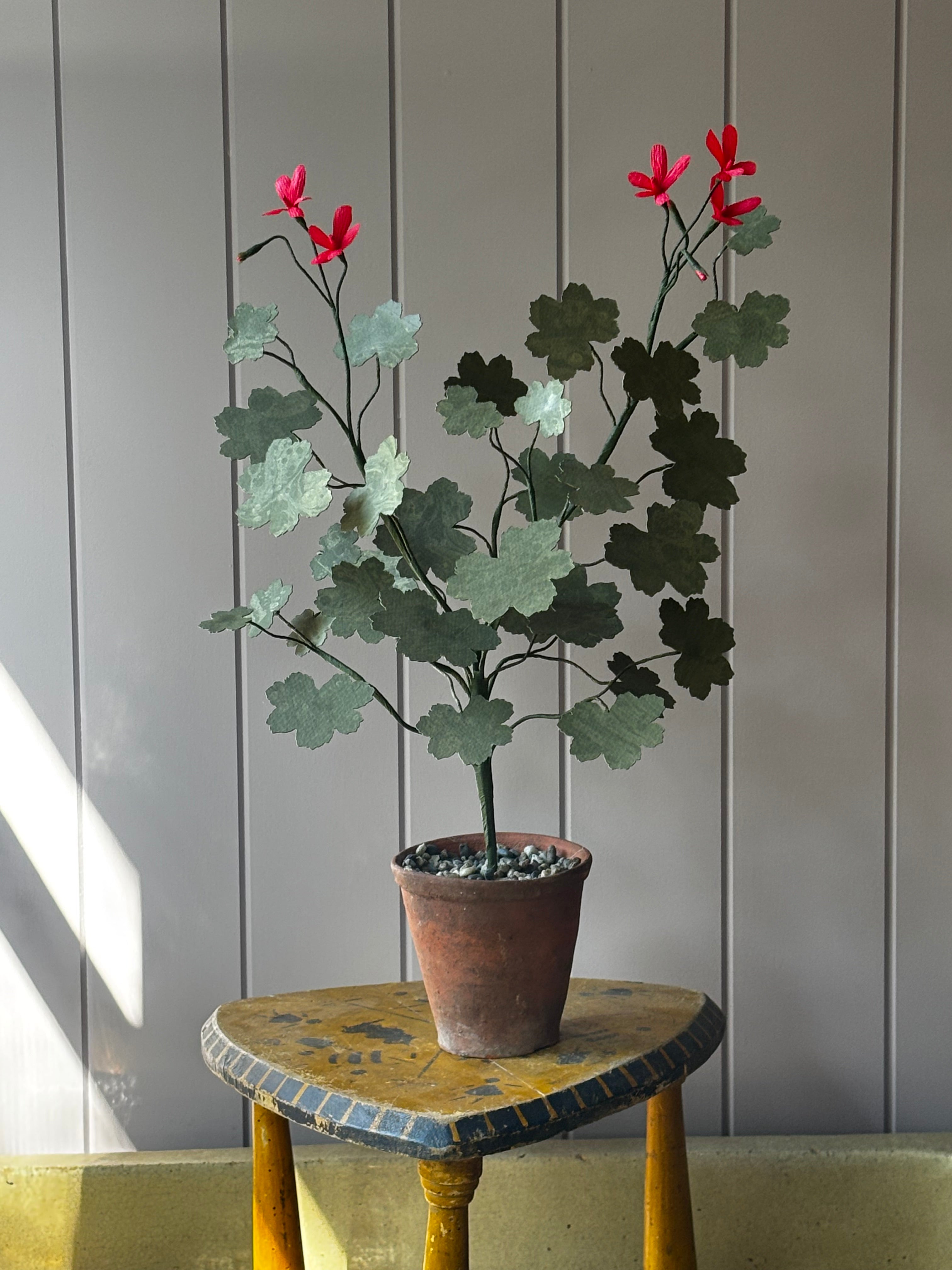Paper geranium