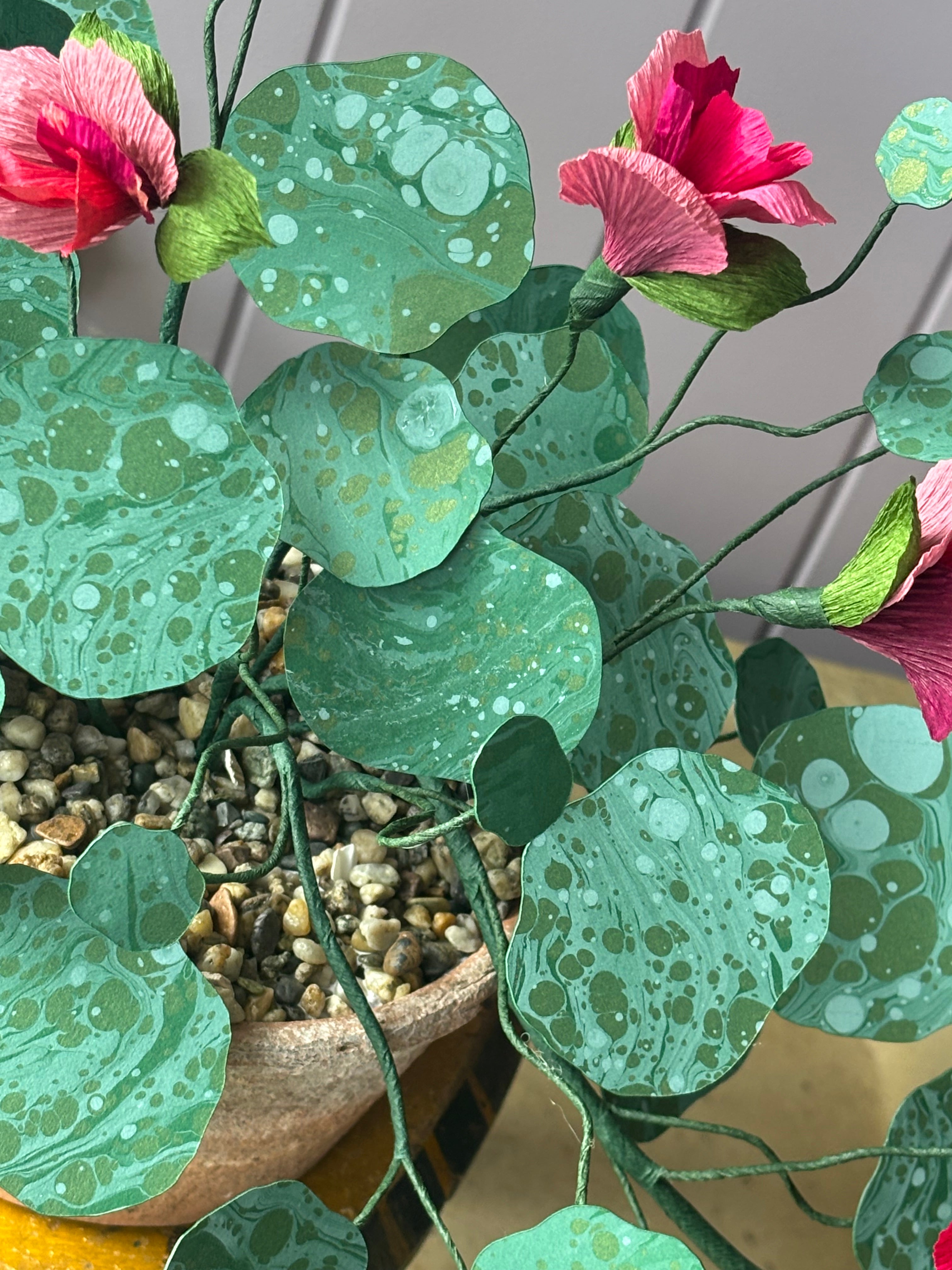 Nasturtium, trailing