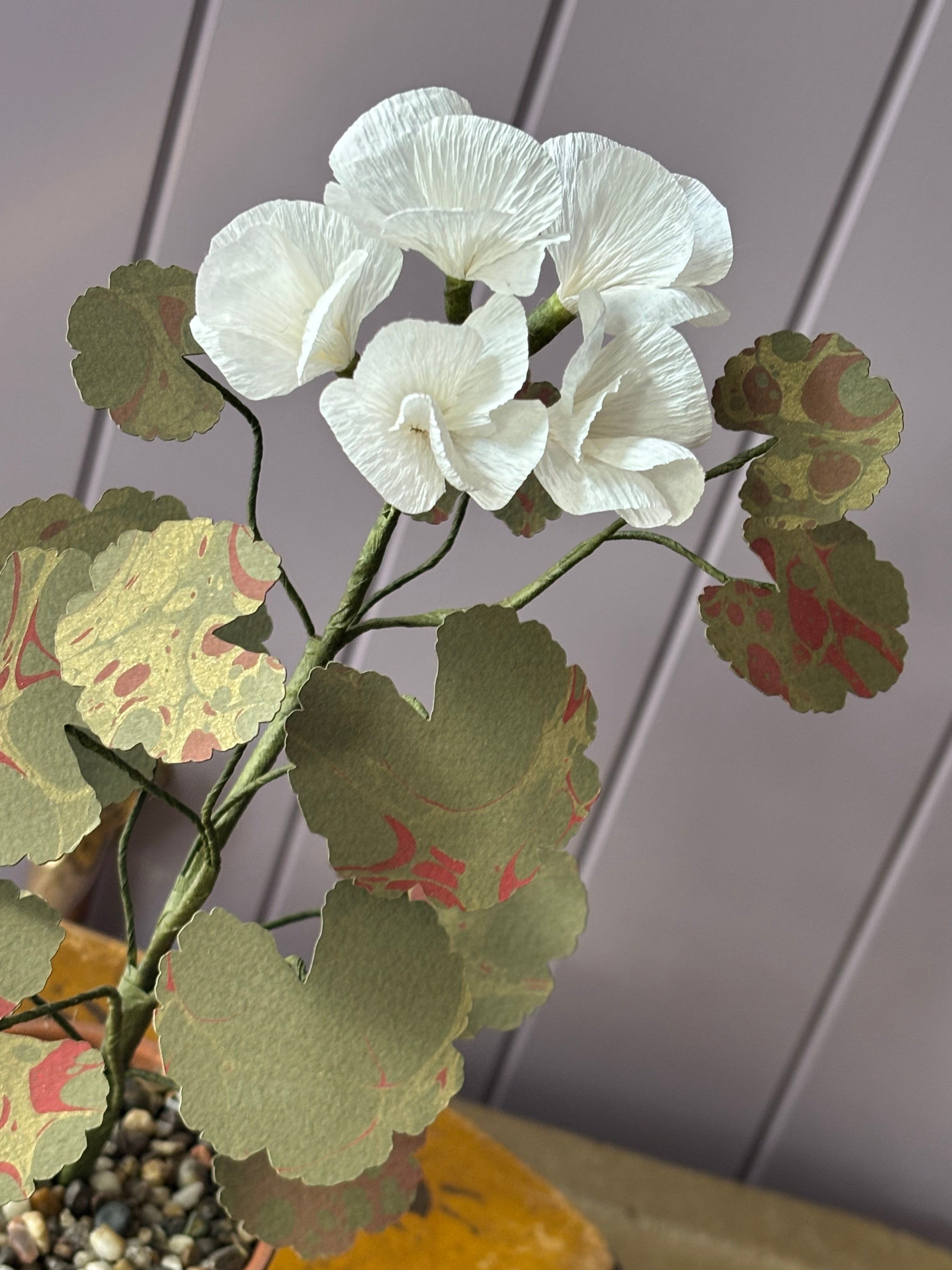 Paper geranium
