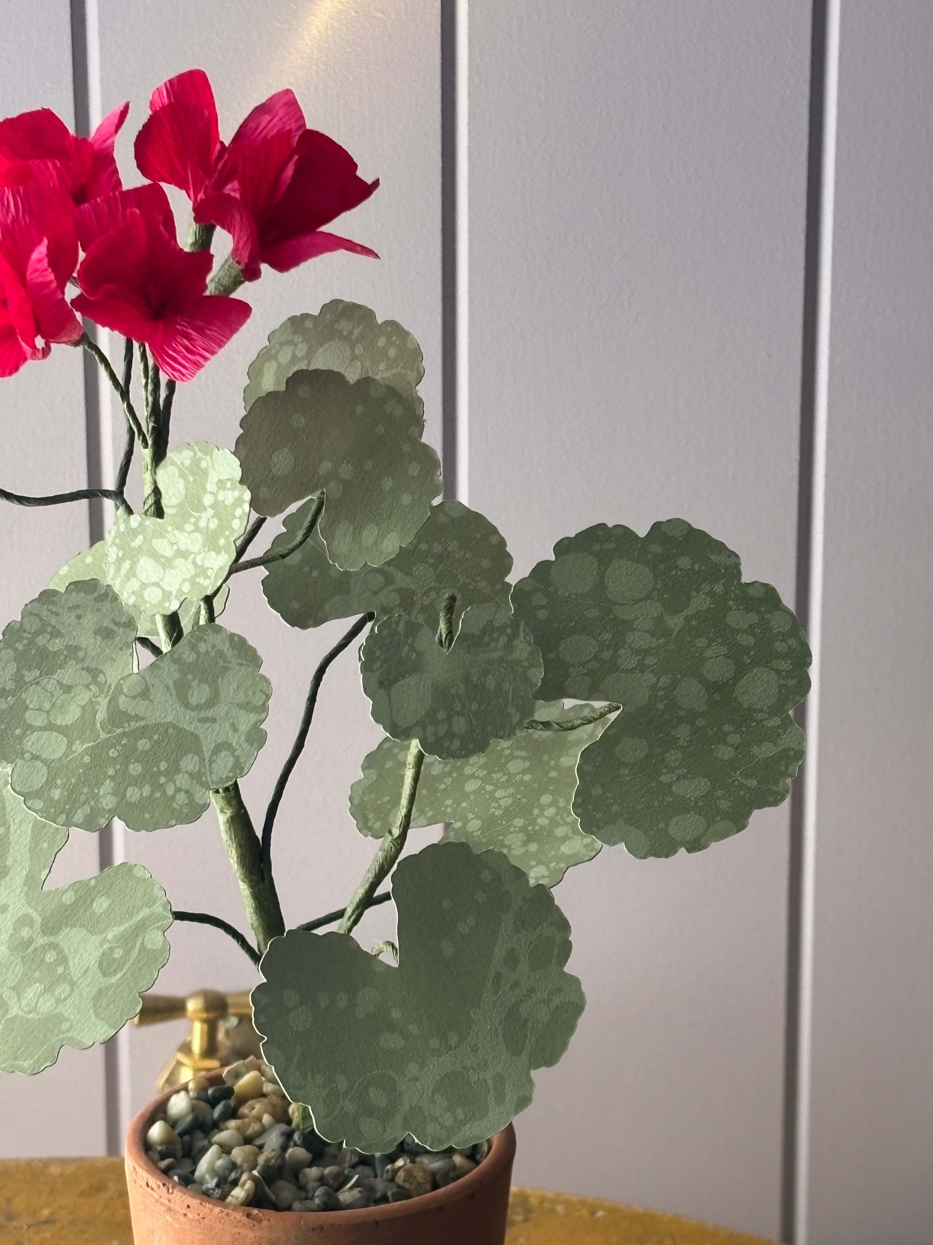 Paper geranium