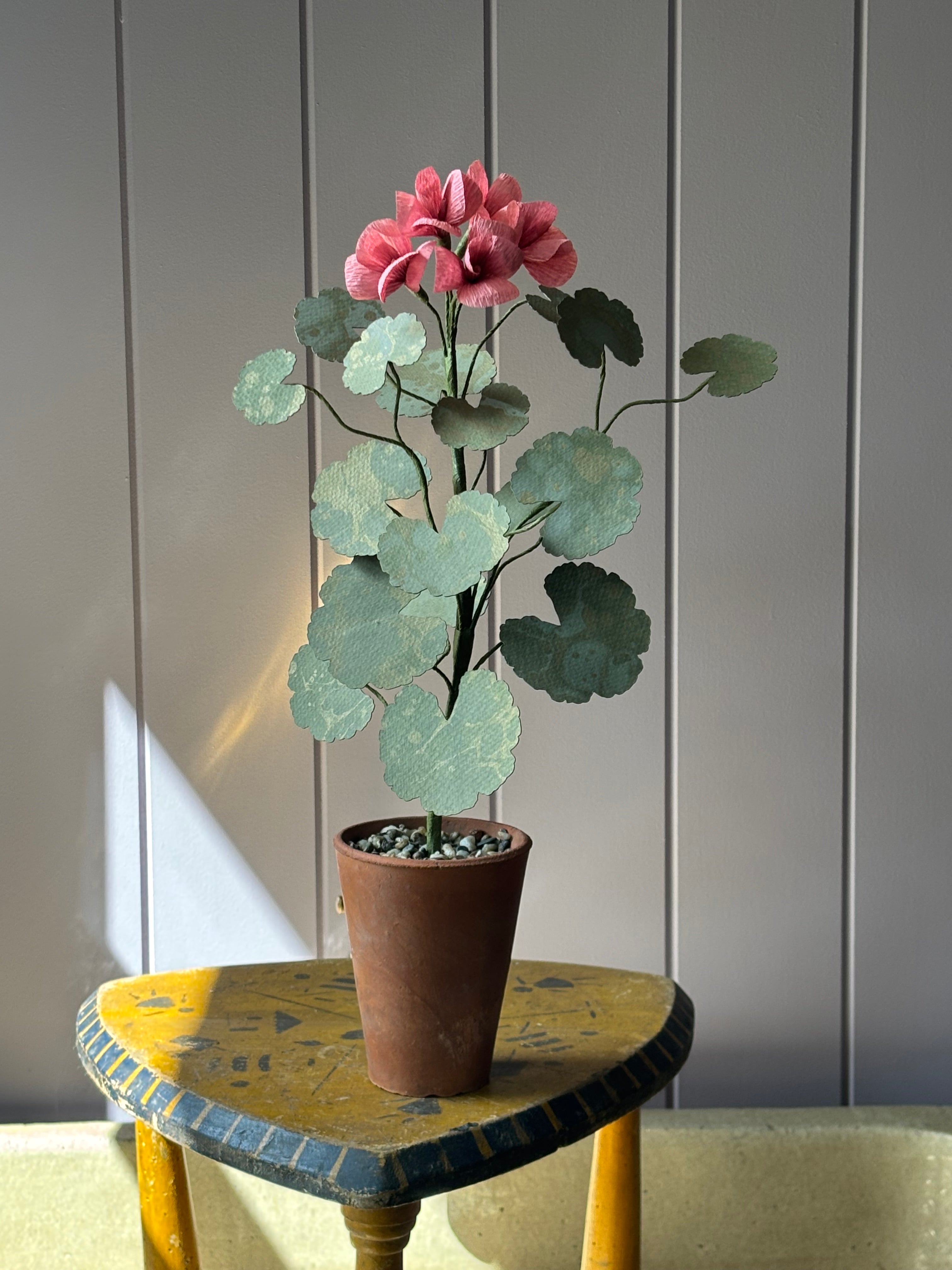 Paper geranium
