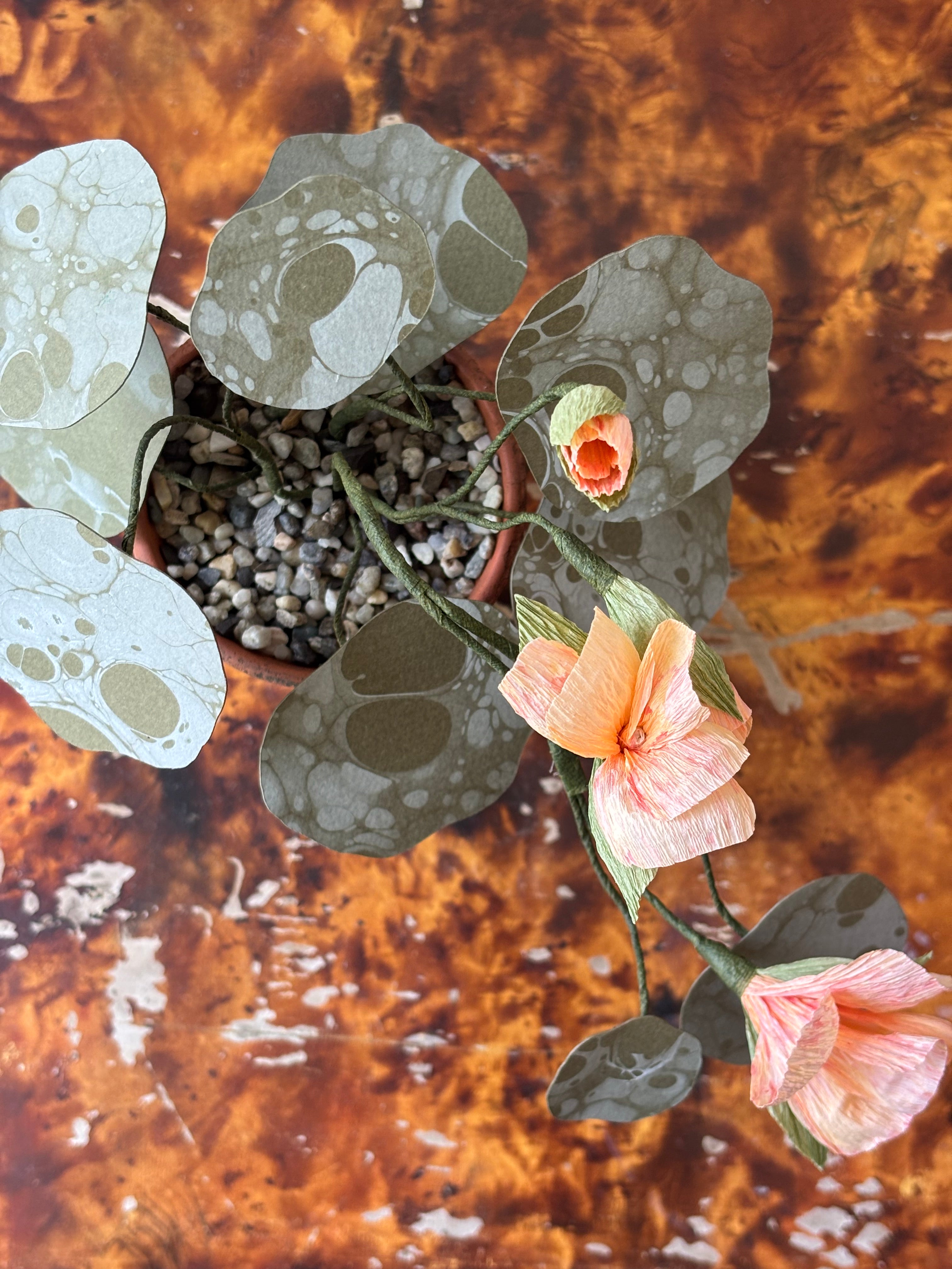 Nasturtium, trailing