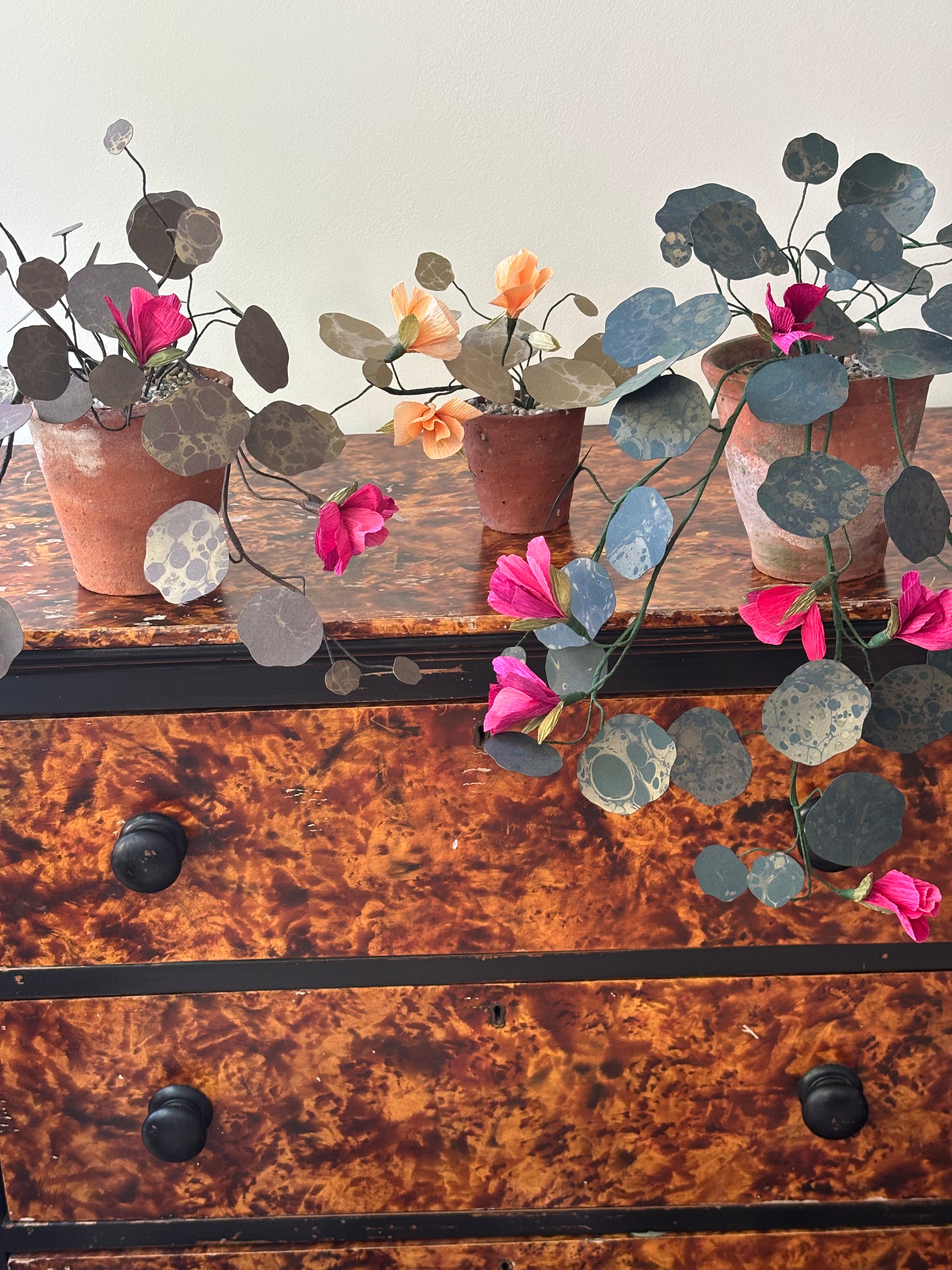 Paper nasturtium, trailing