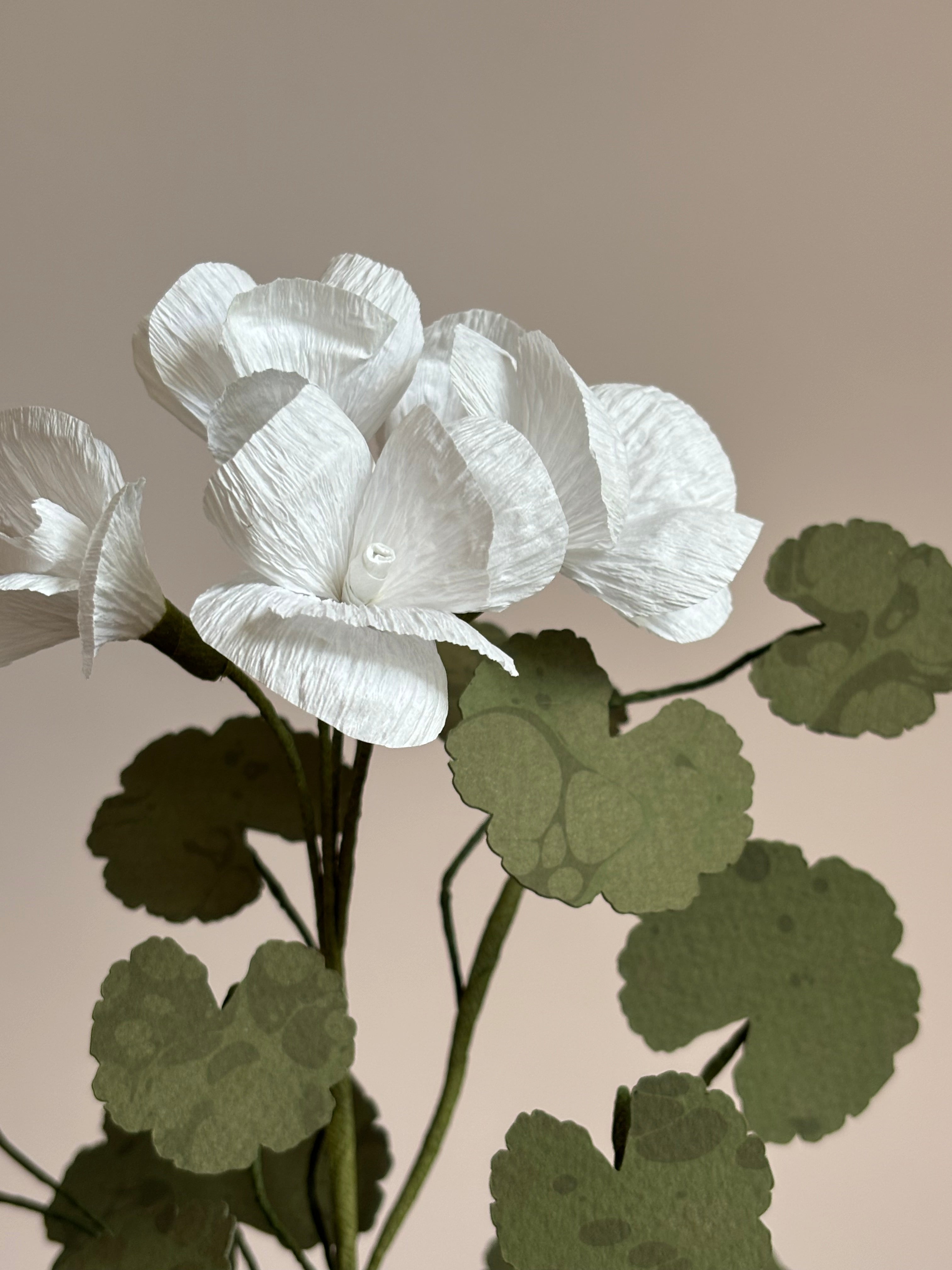 Paper Geranium