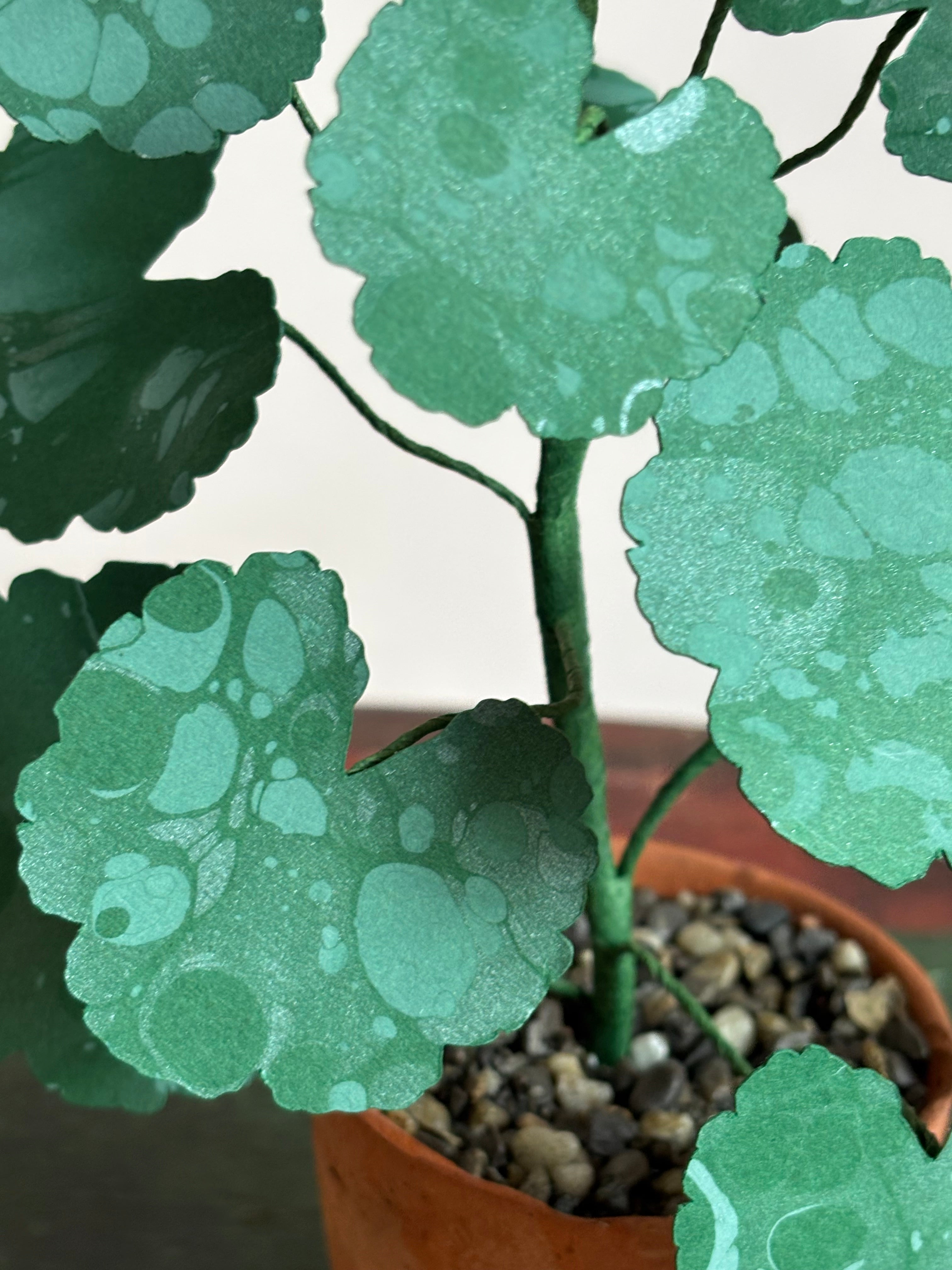 Paper Geranium