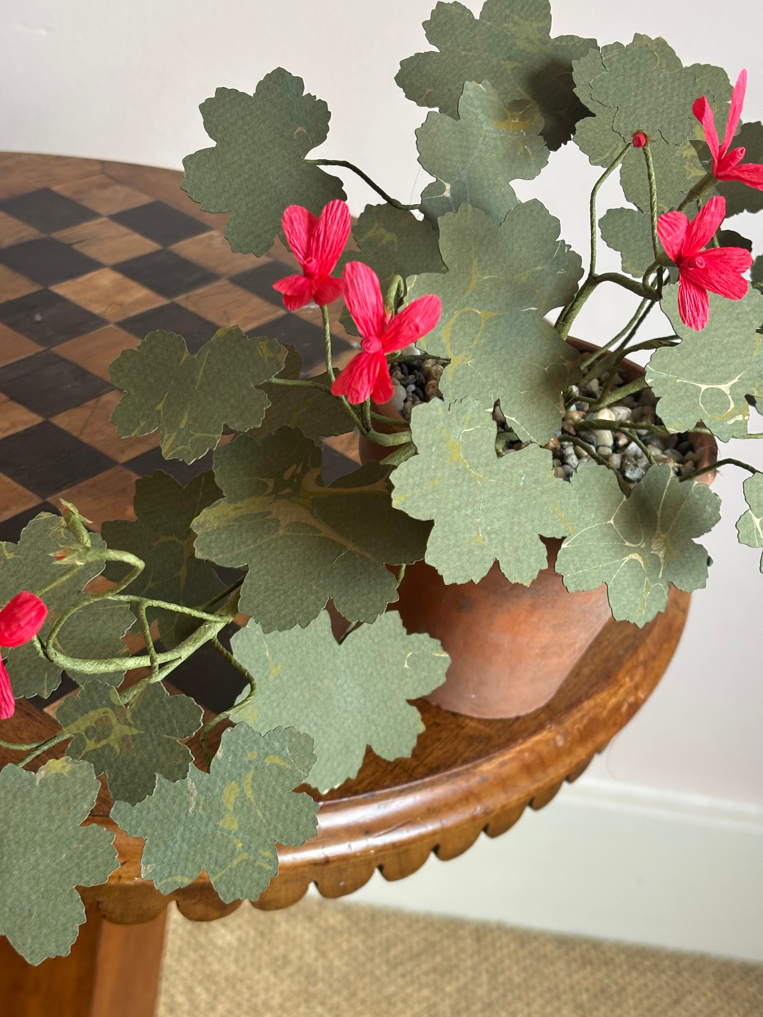 Paper Geranium, trailing