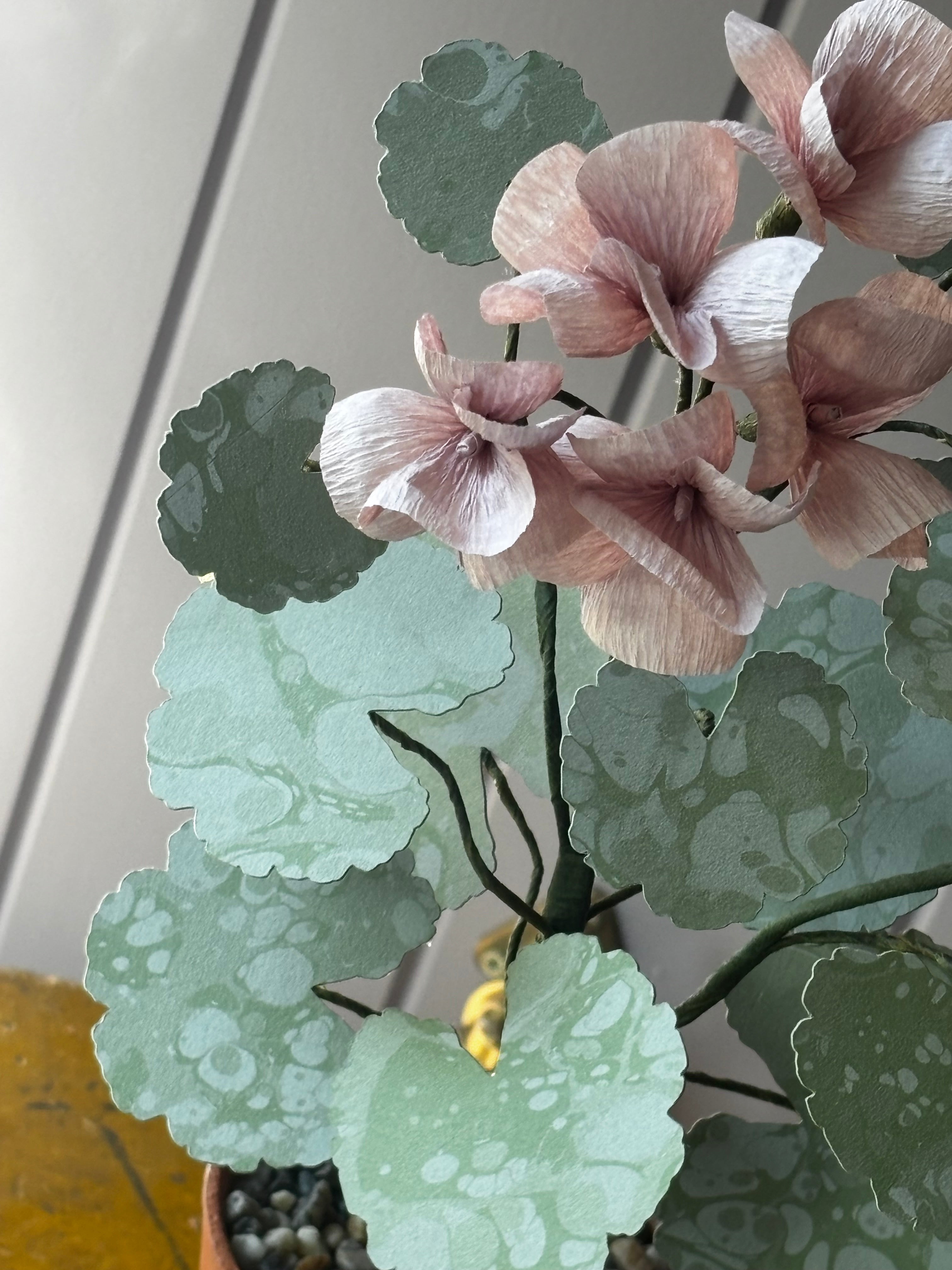 Paper geranium