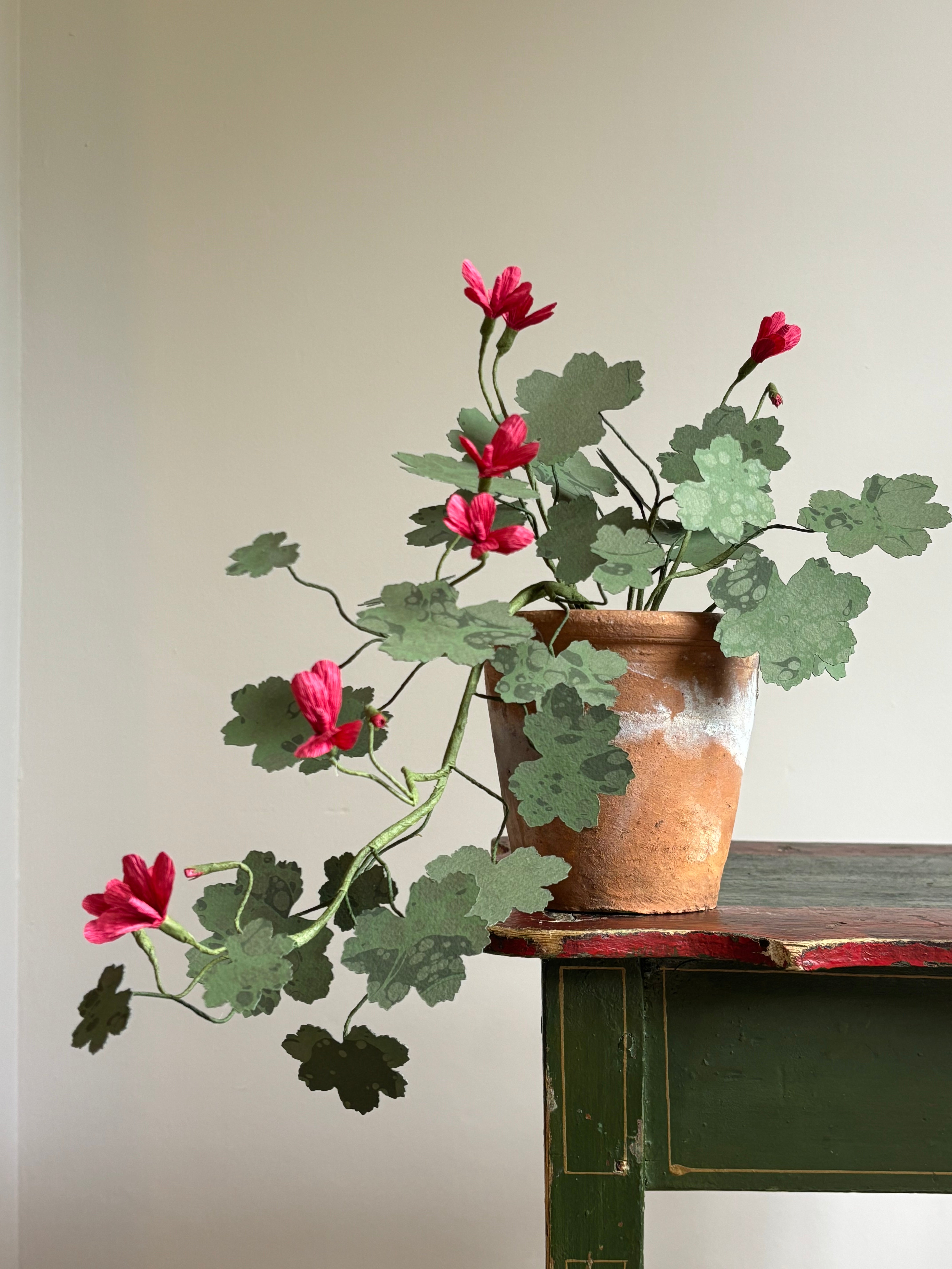Paper Geranium, trailing