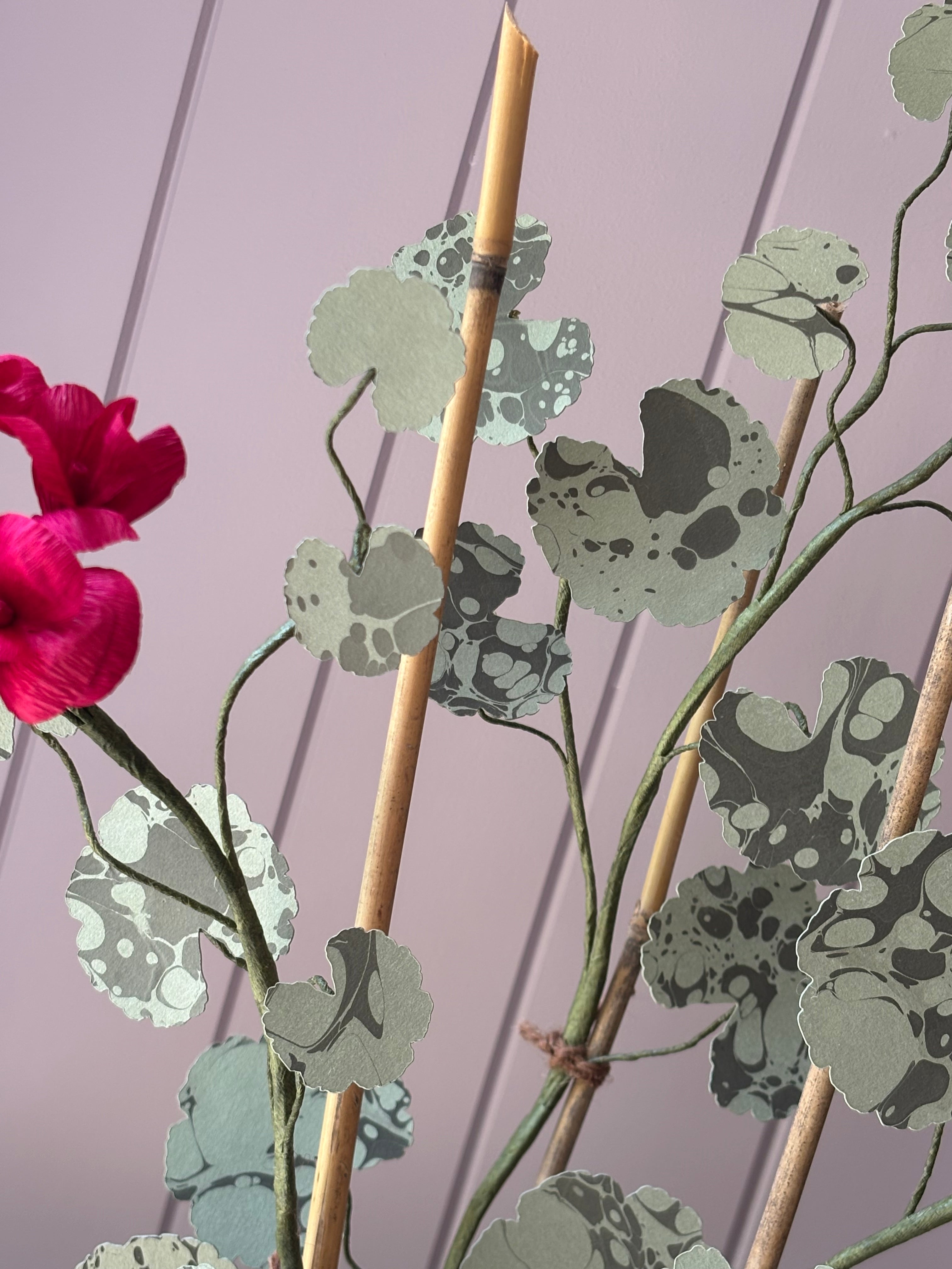Paper geranium