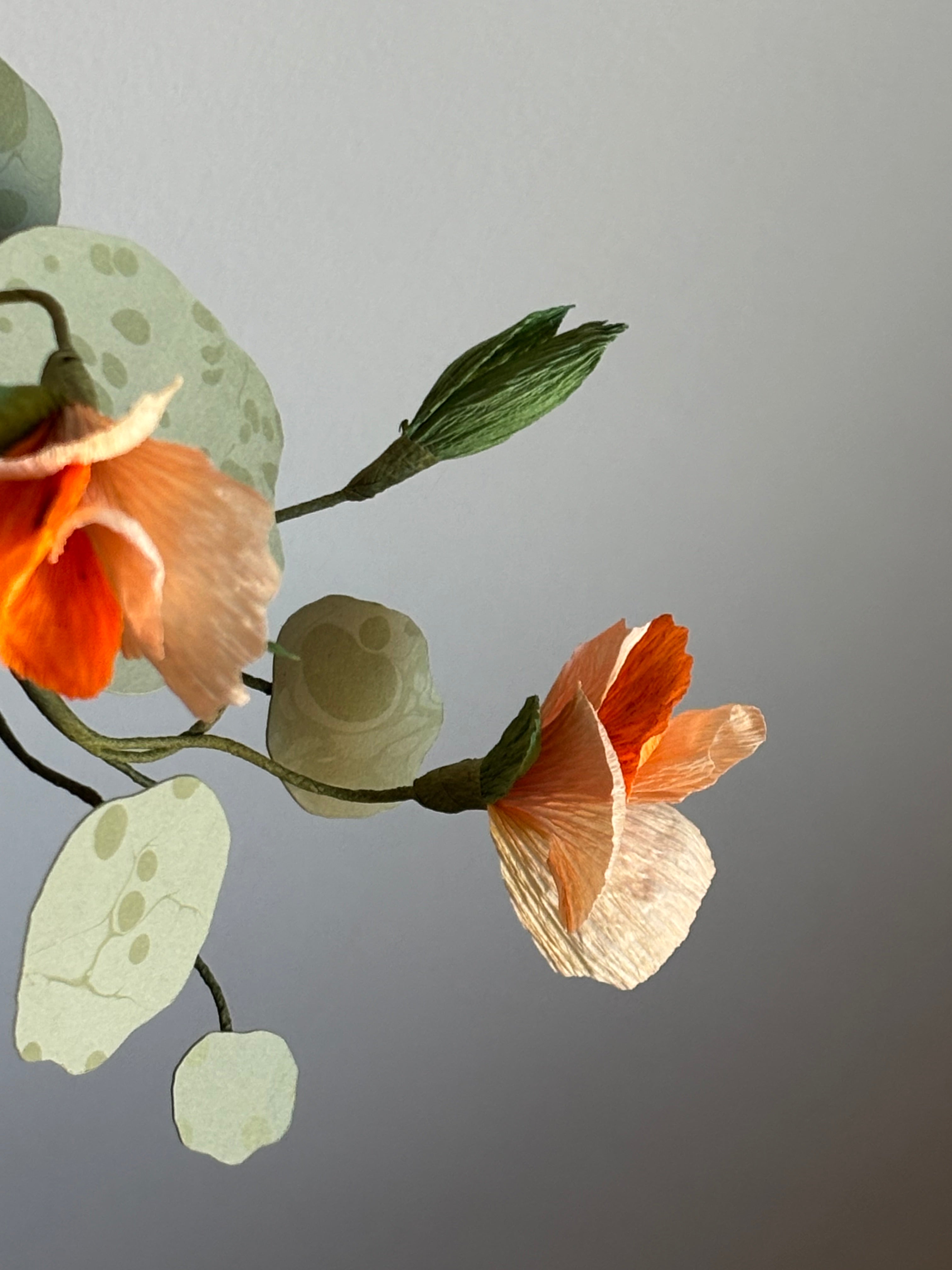 Nasturtium, trailing mini