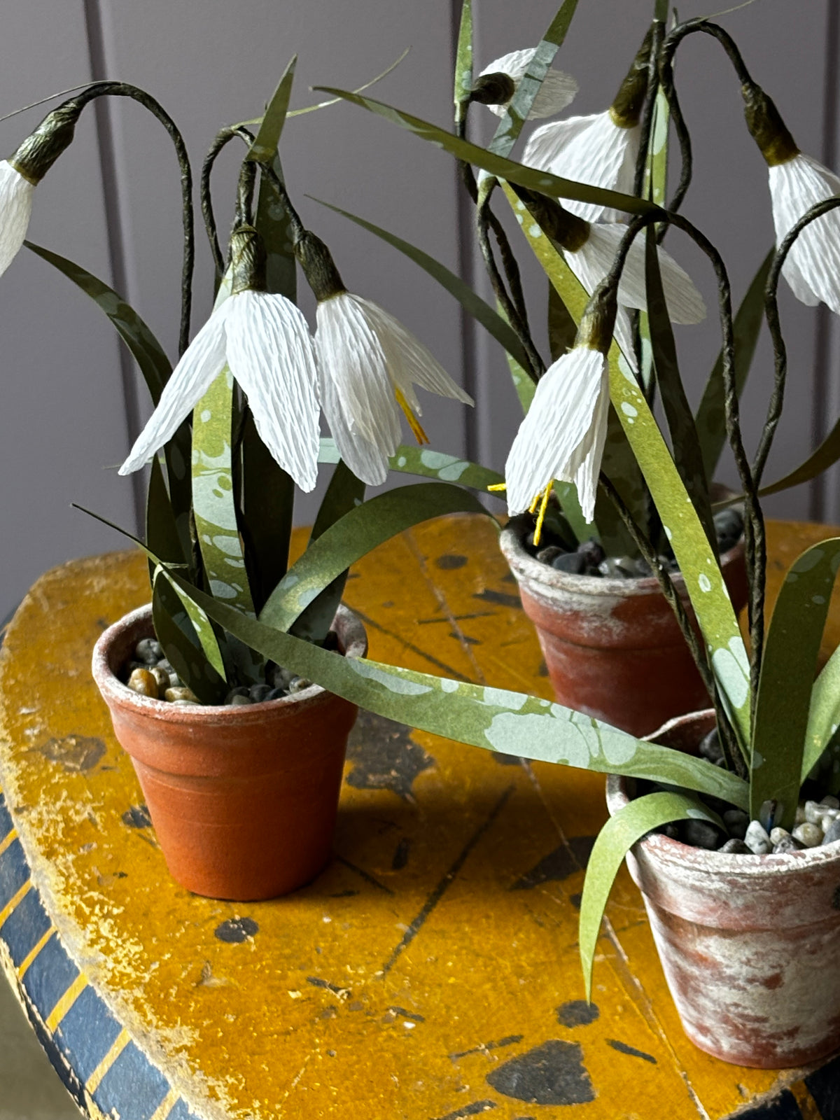 Little snowdrop (2)