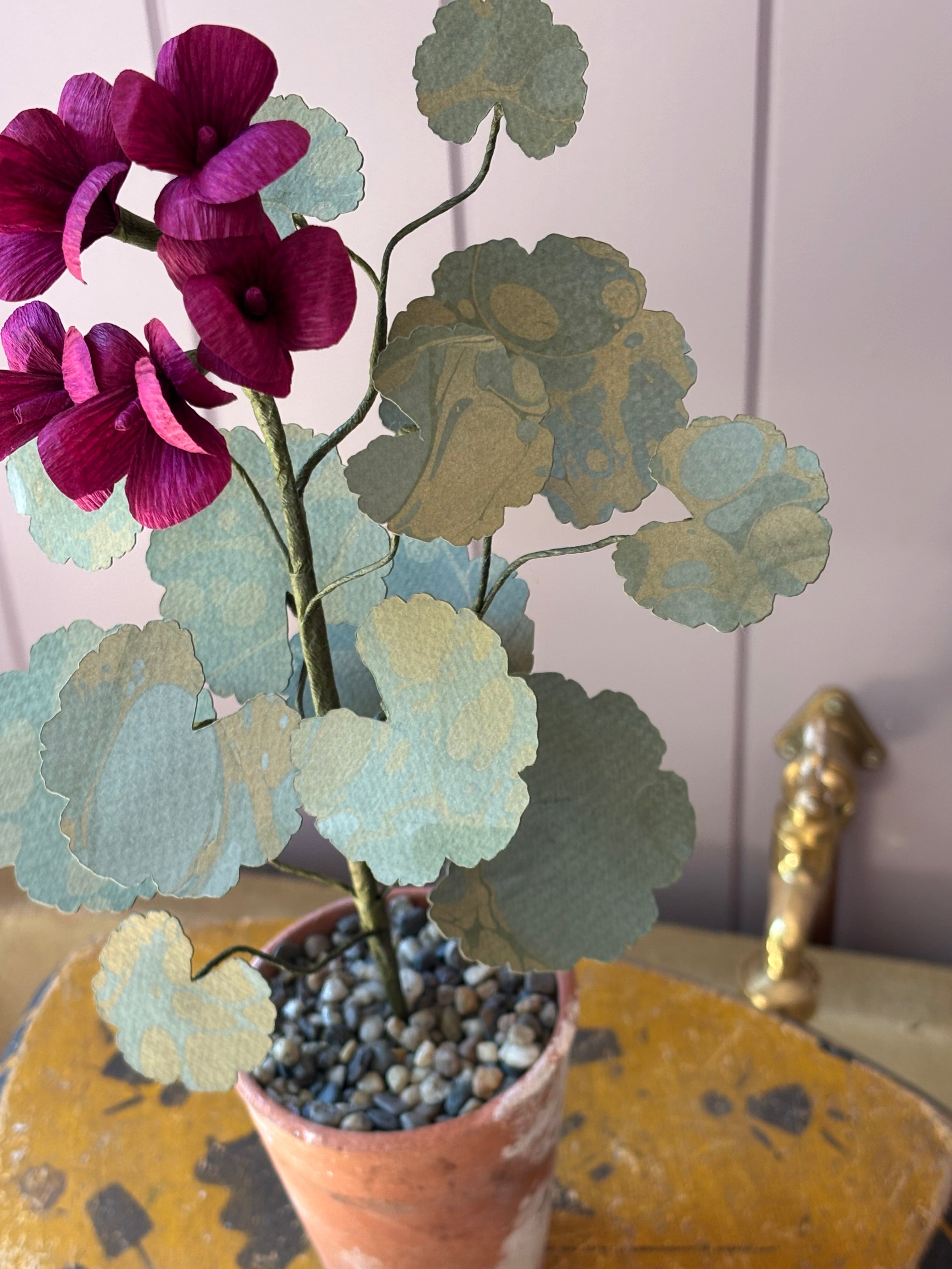 Paper geranium