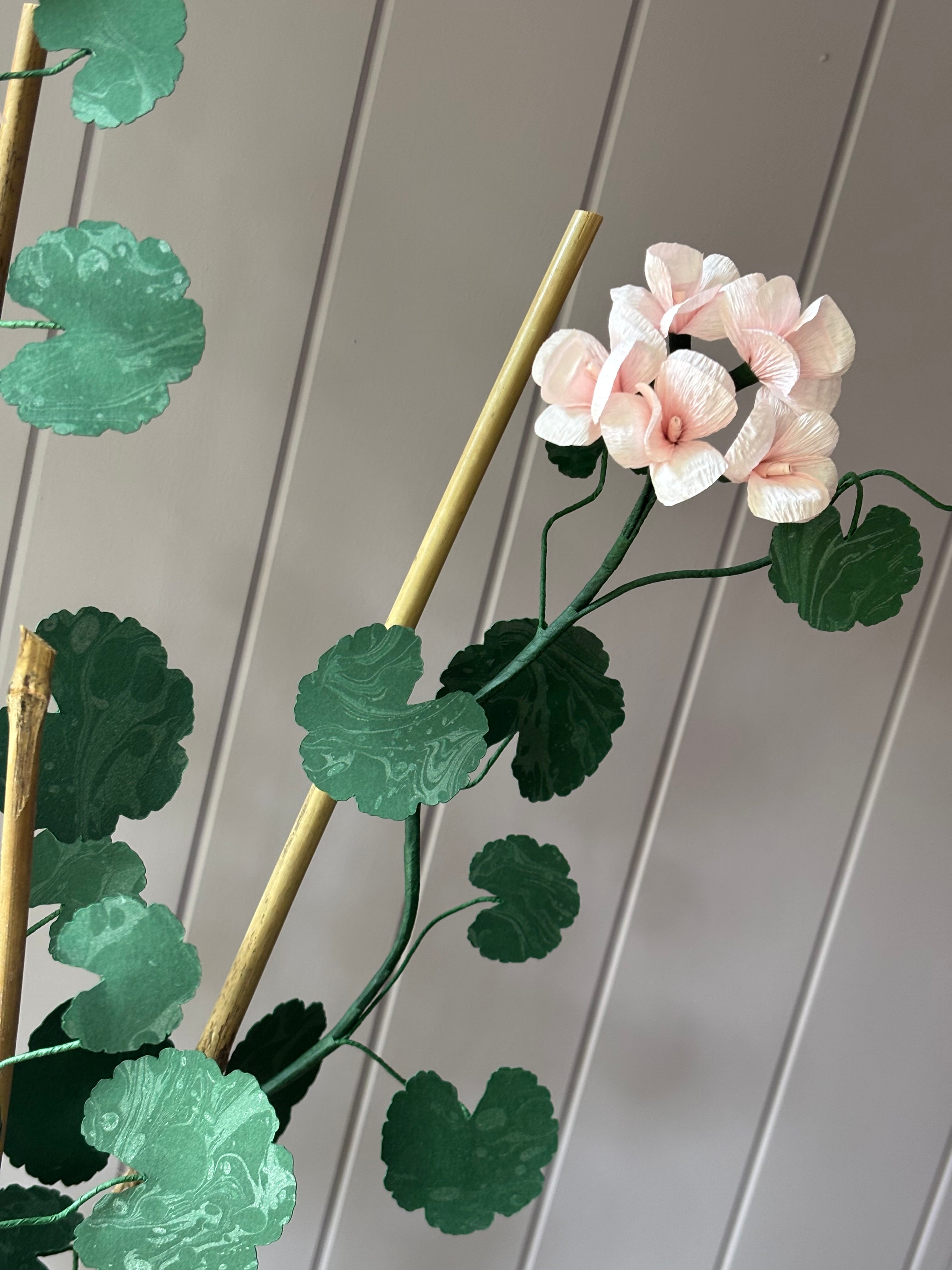 Paper geranium