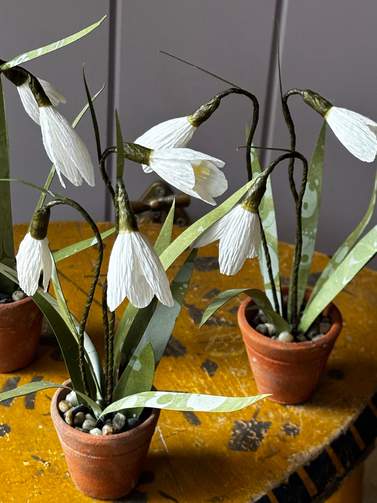 Little snowdrop (1)