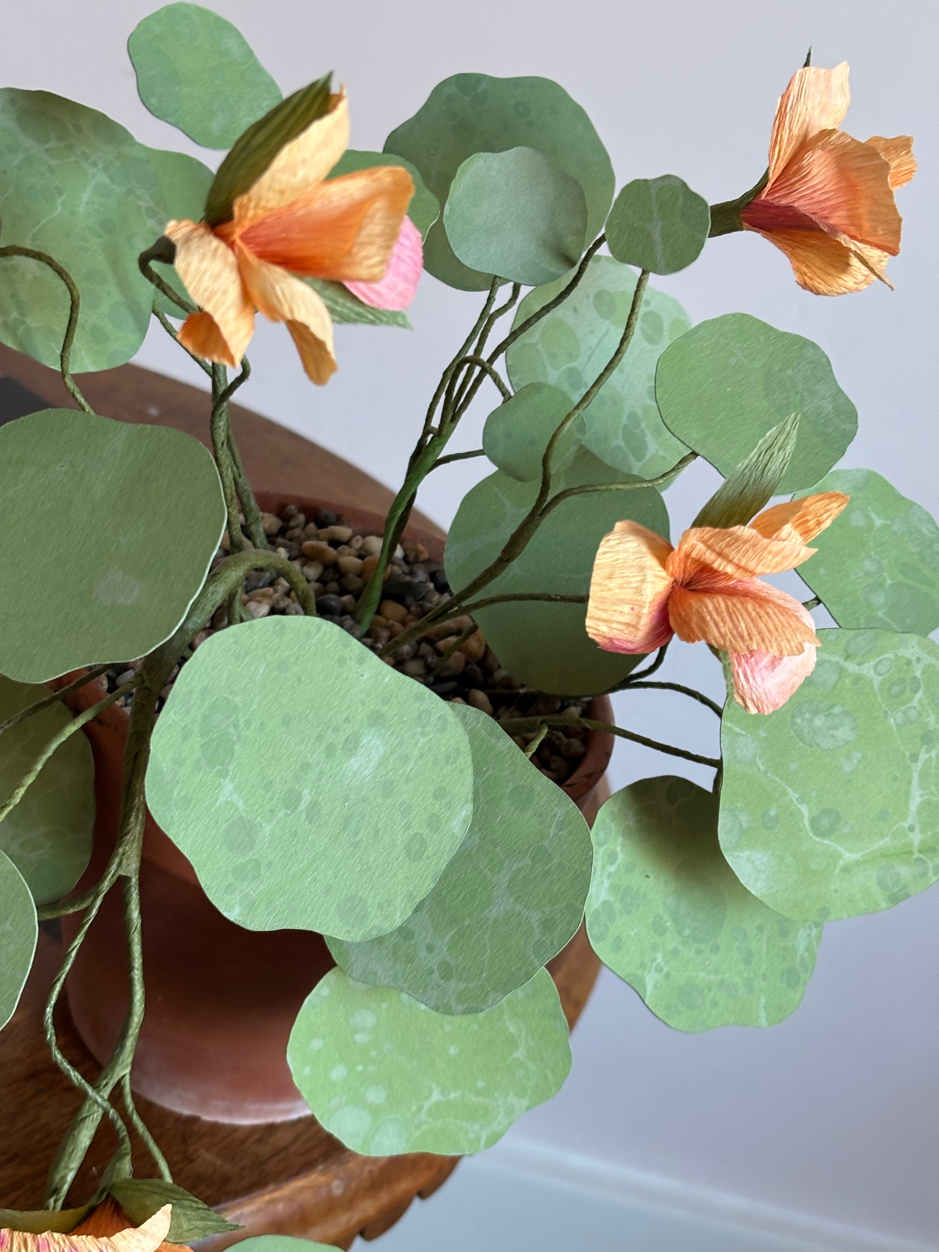 Nasturtium, trailing