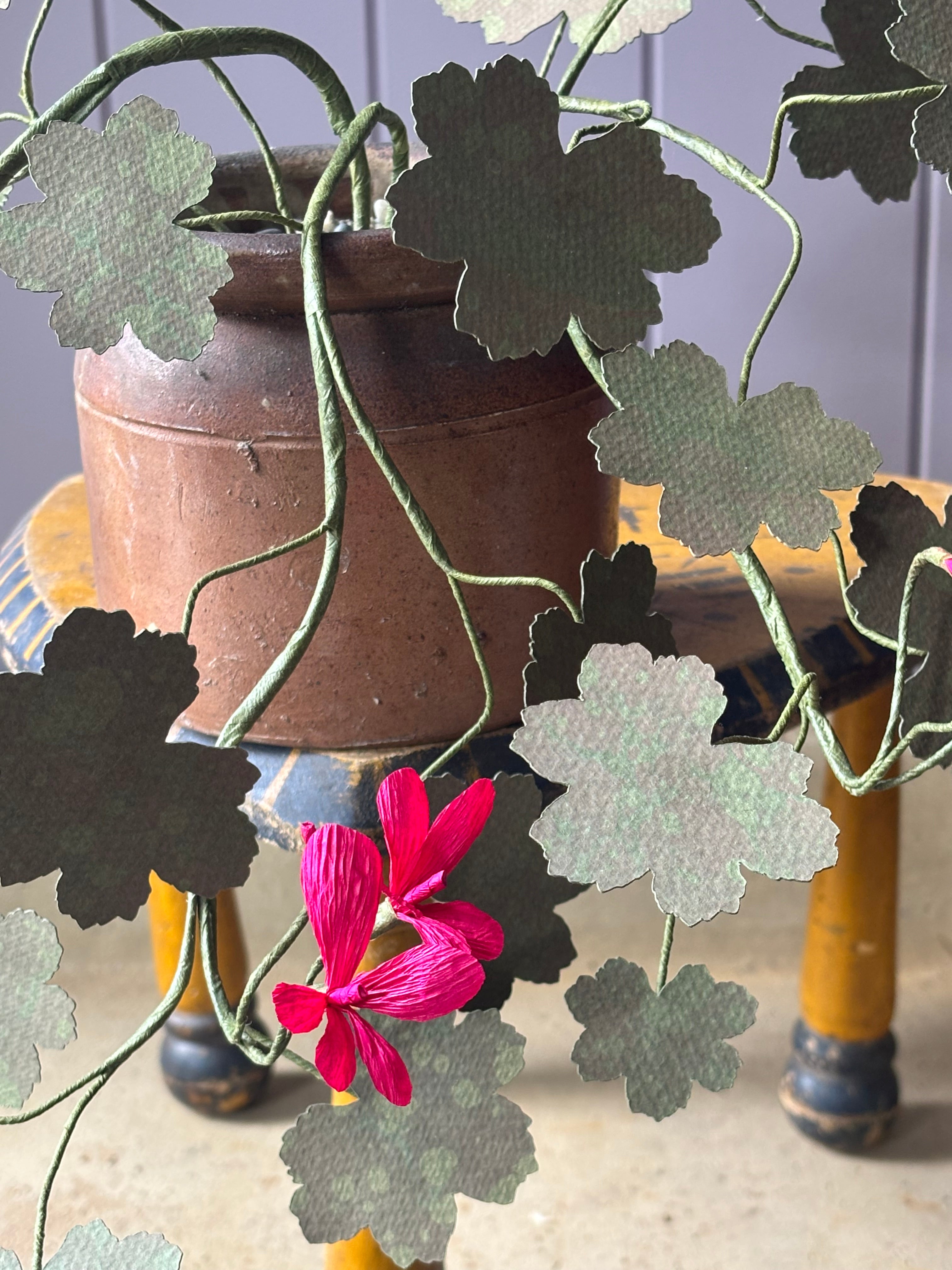 Paper geranium