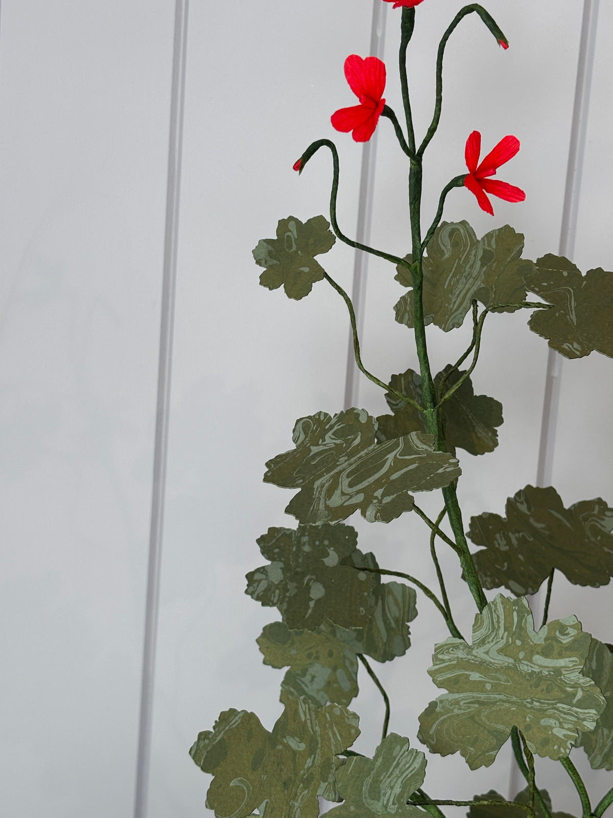 Paper geranium
