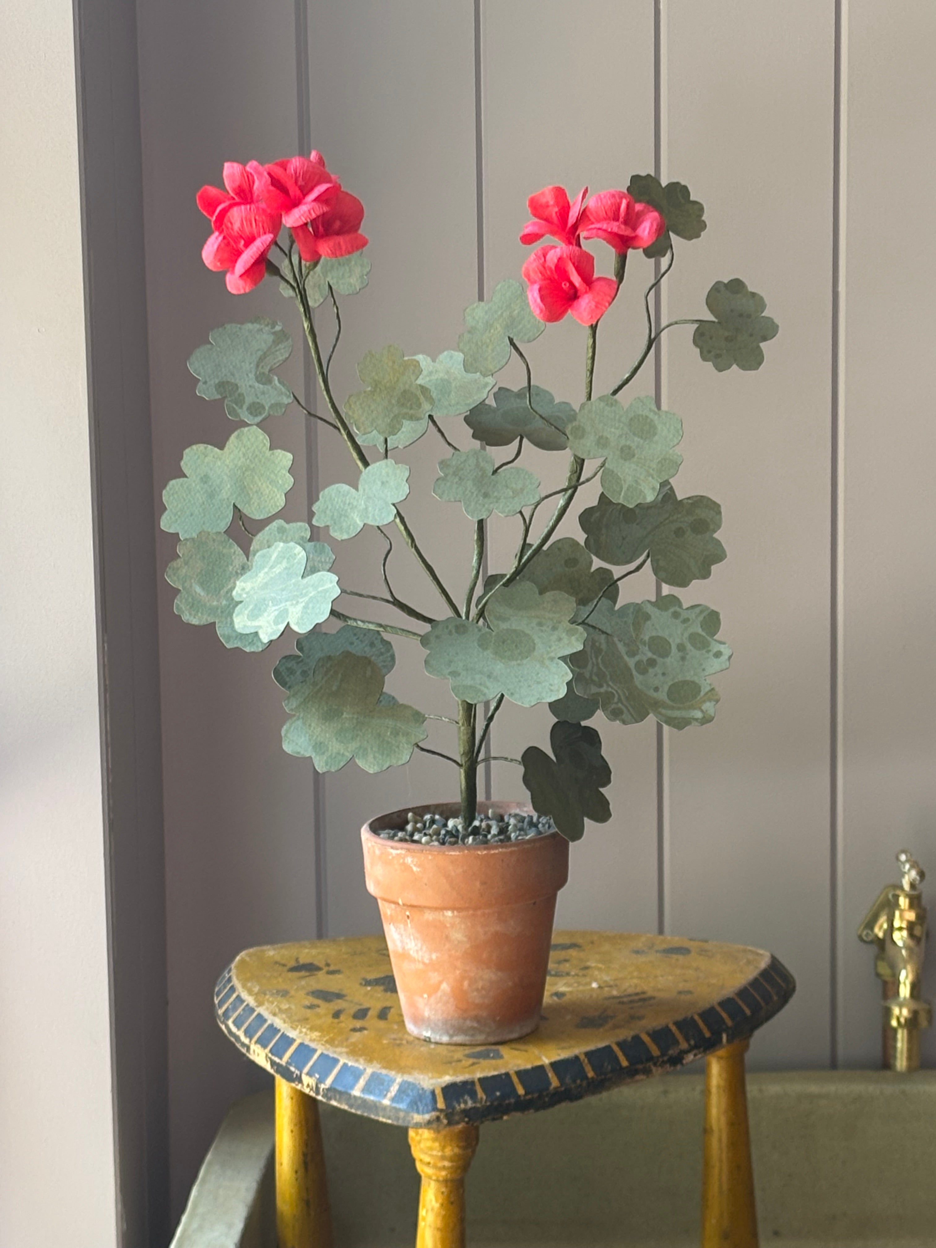 Paper geranium