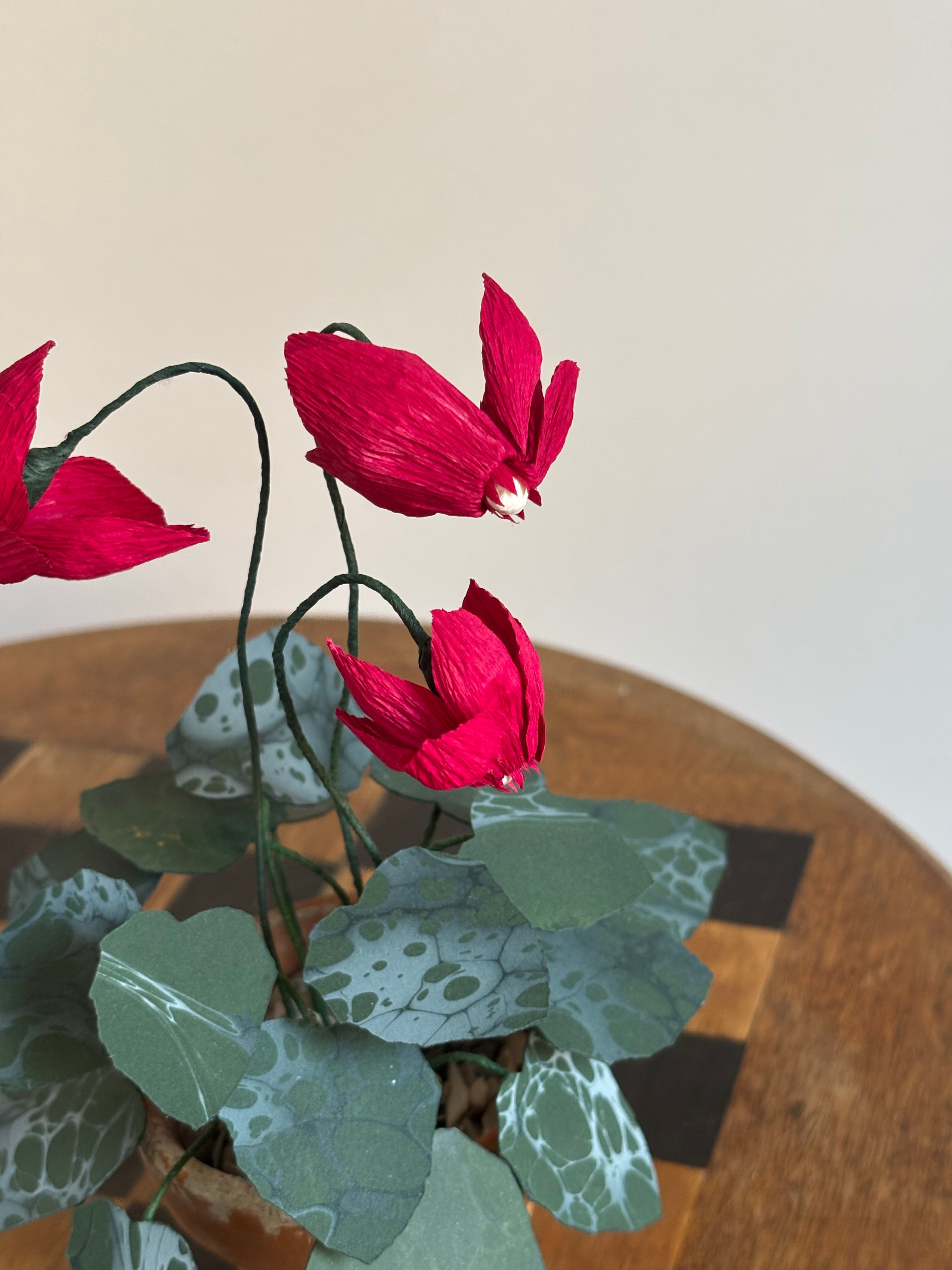 Cyclamen