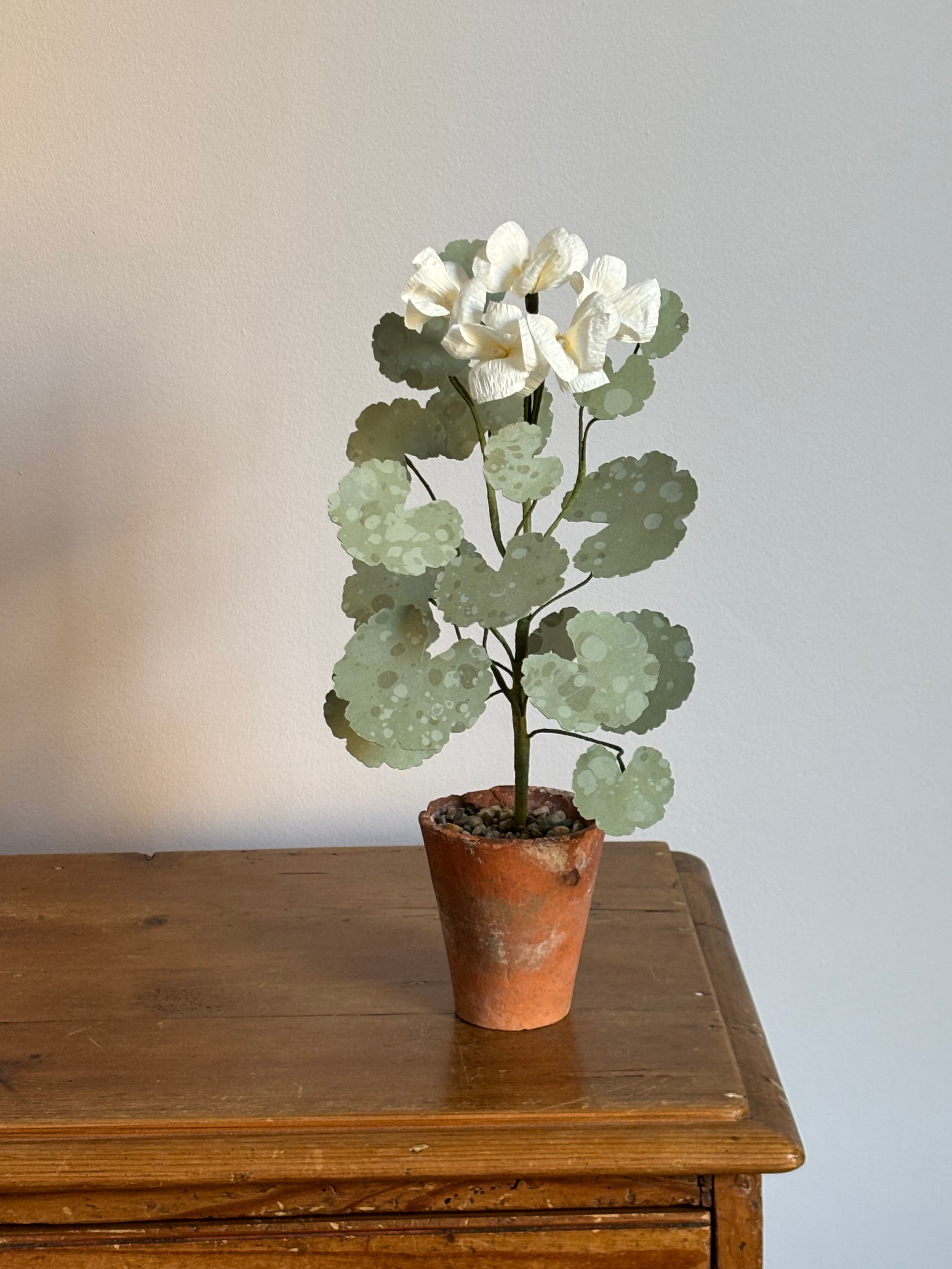 Paper Geranium