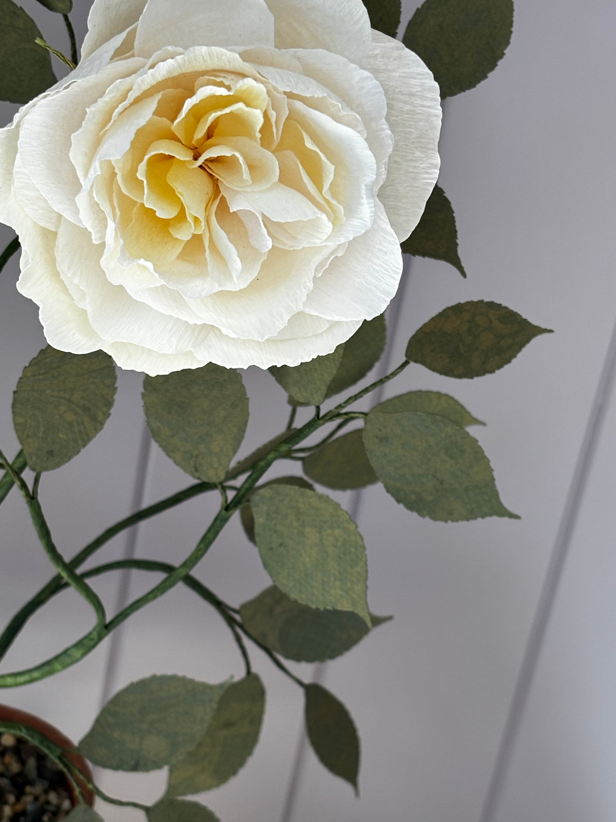 Paper Shrub Rose