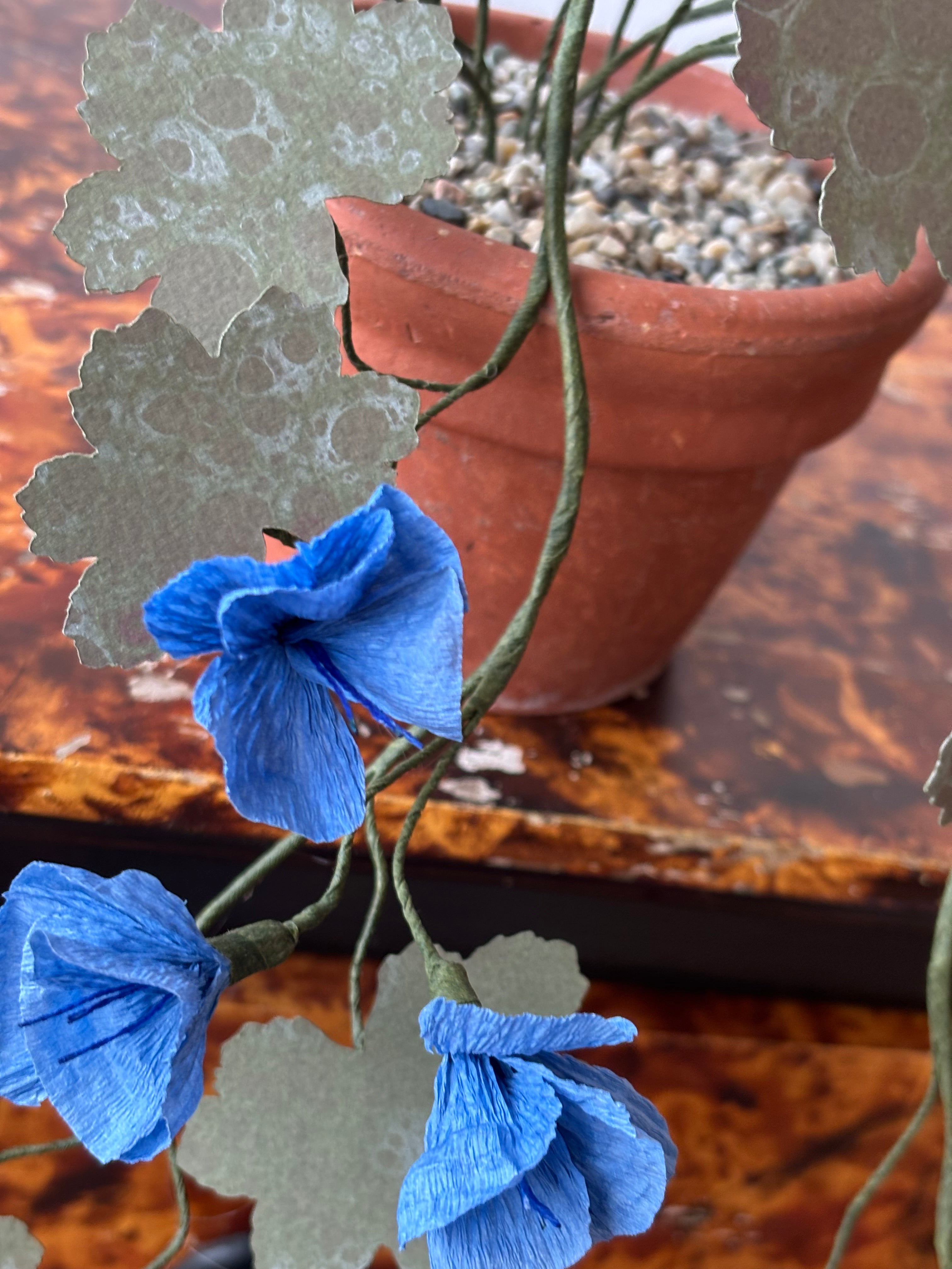 Paper hardy Geranium, trailing