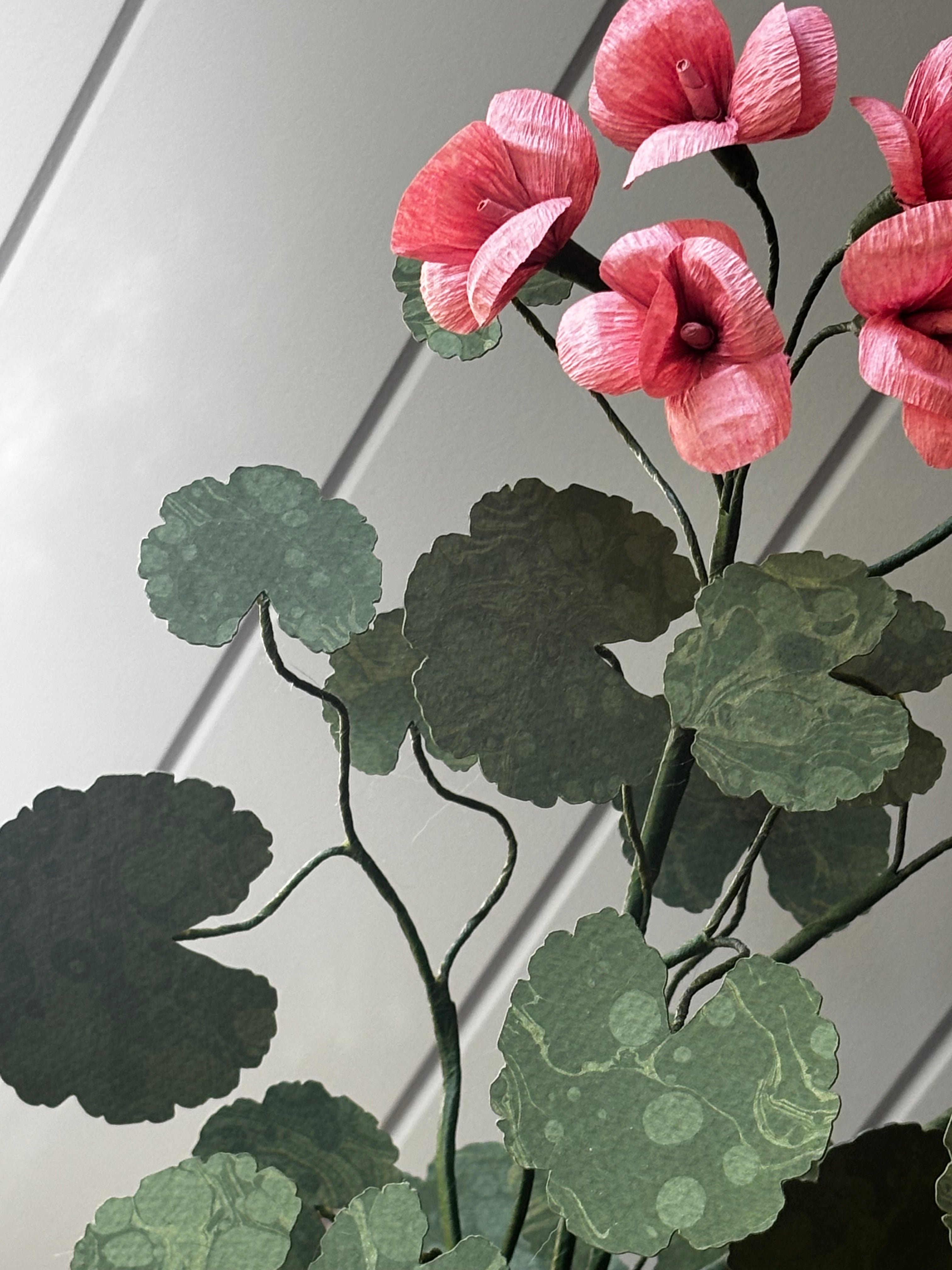 Paper geranium