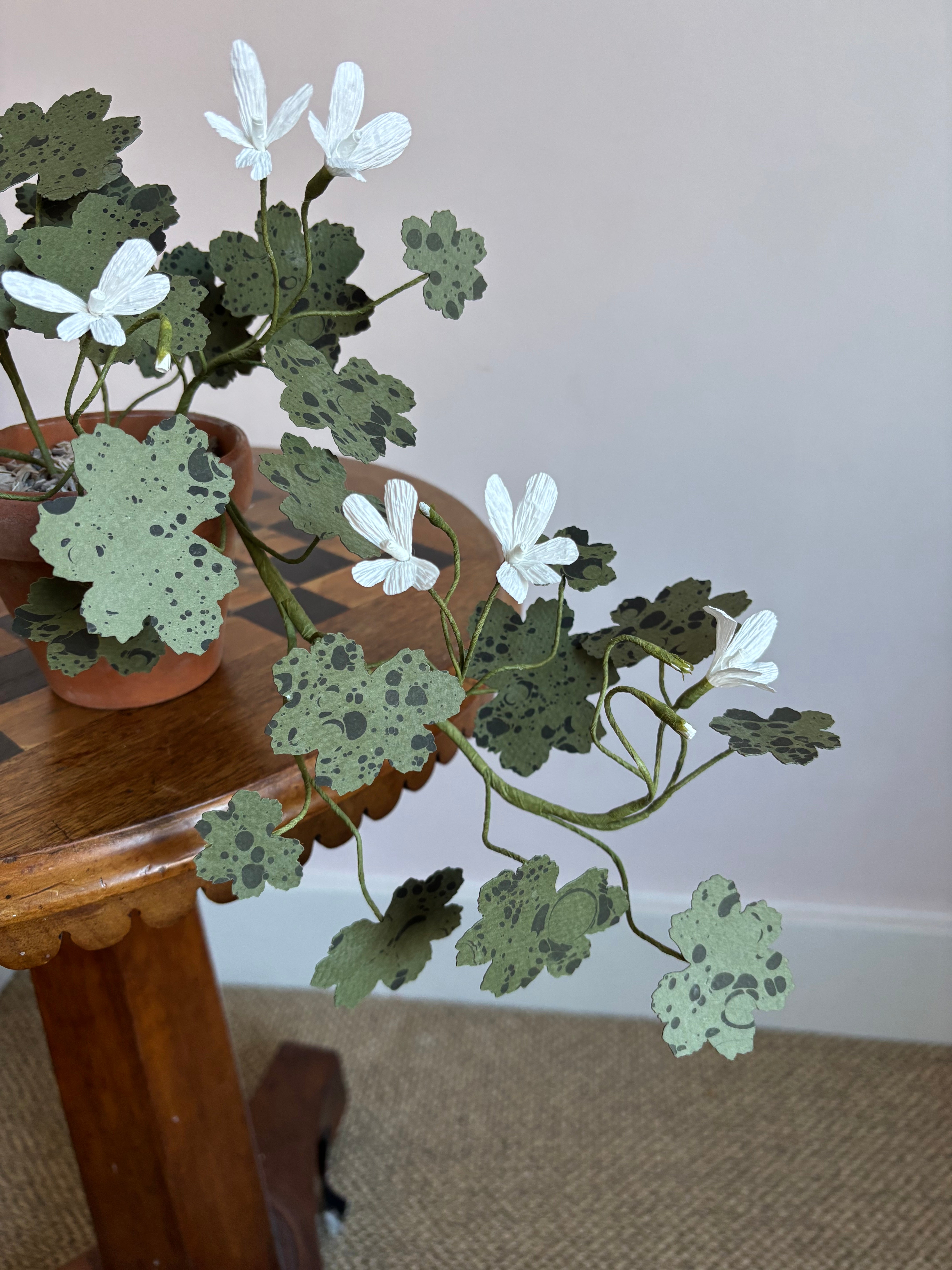 Paper Geranium, trailing