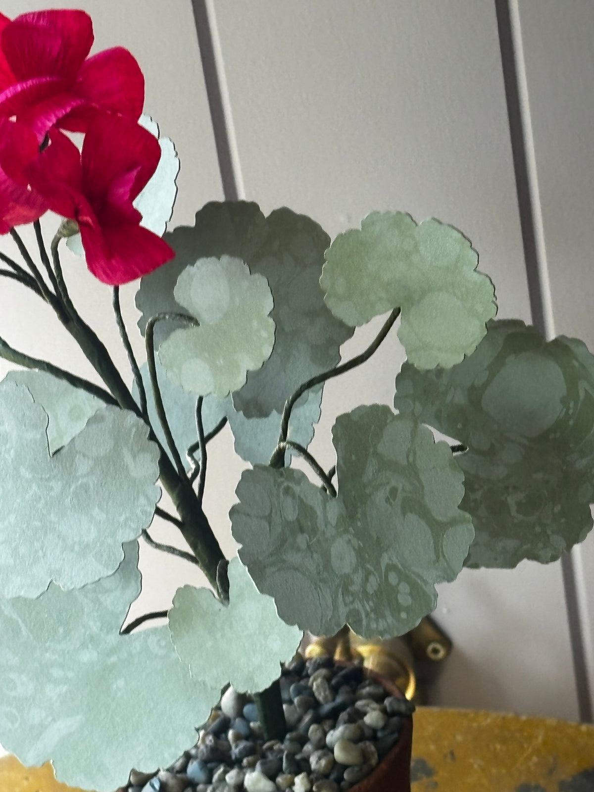 Paper geranium