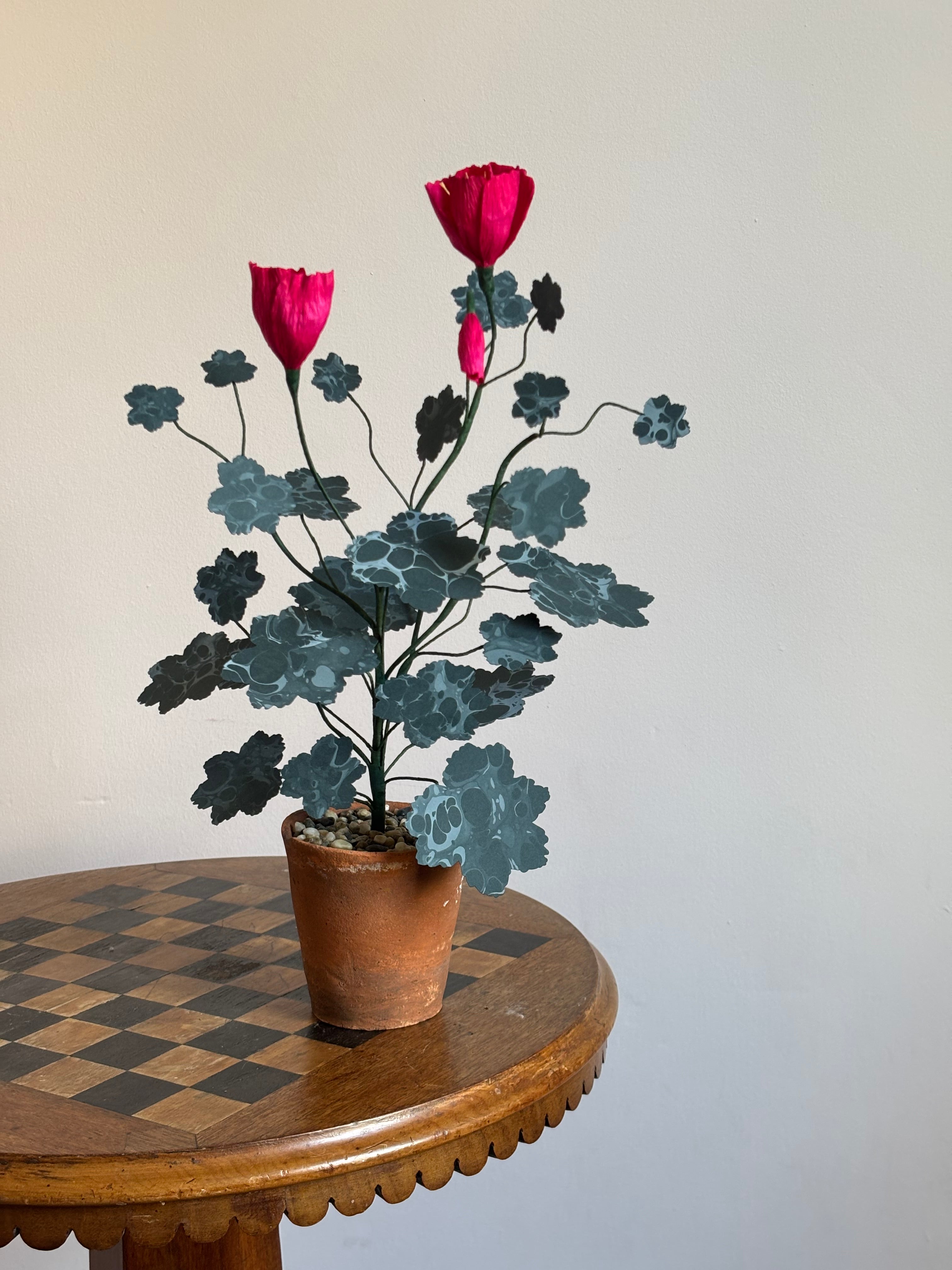 Paper pelargonium