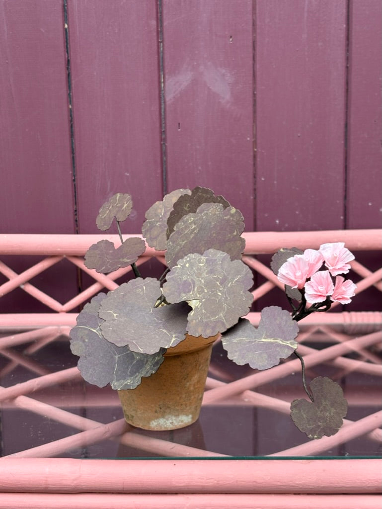 Geranium, trailing mini