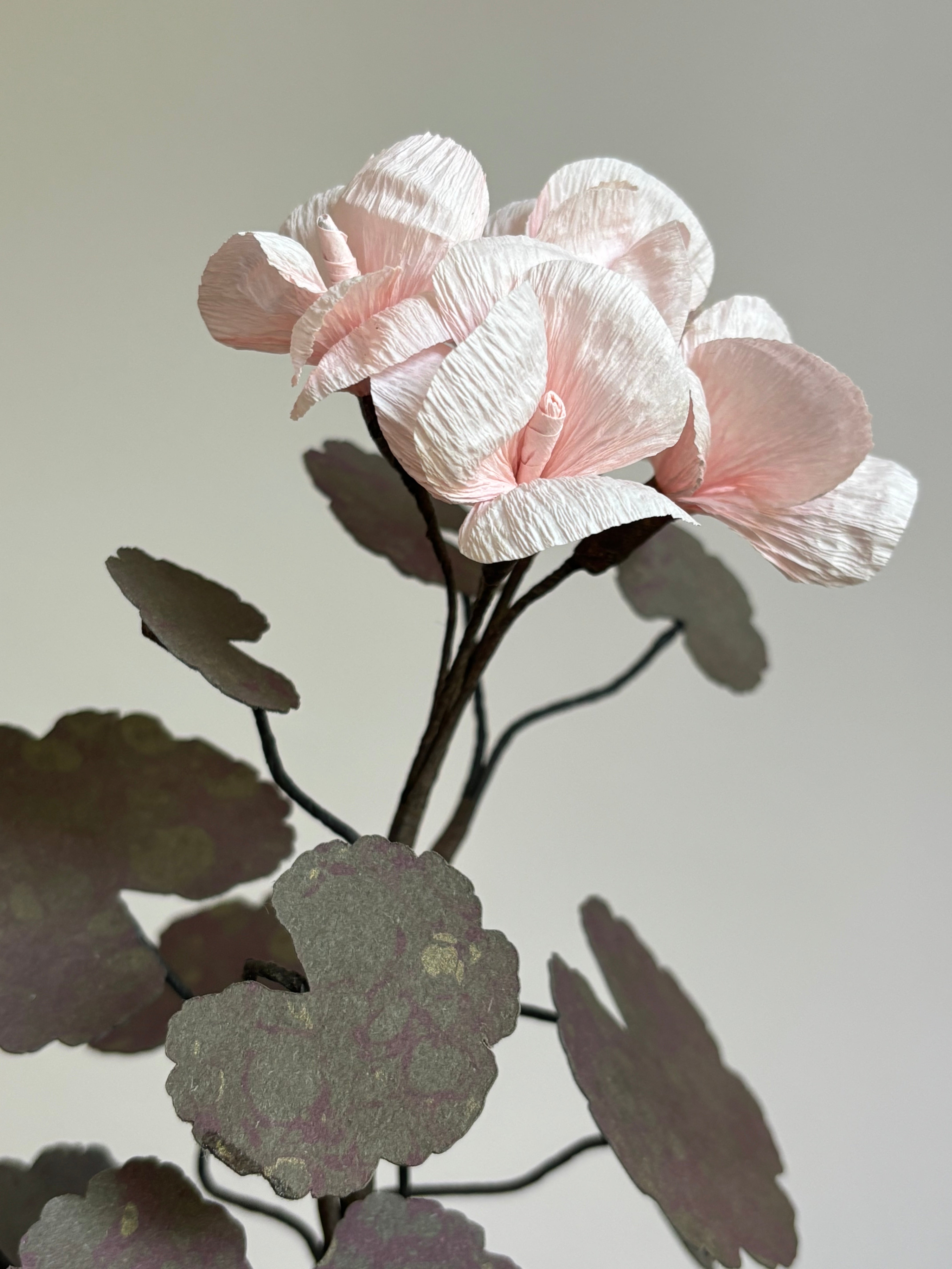 Paper Geranium