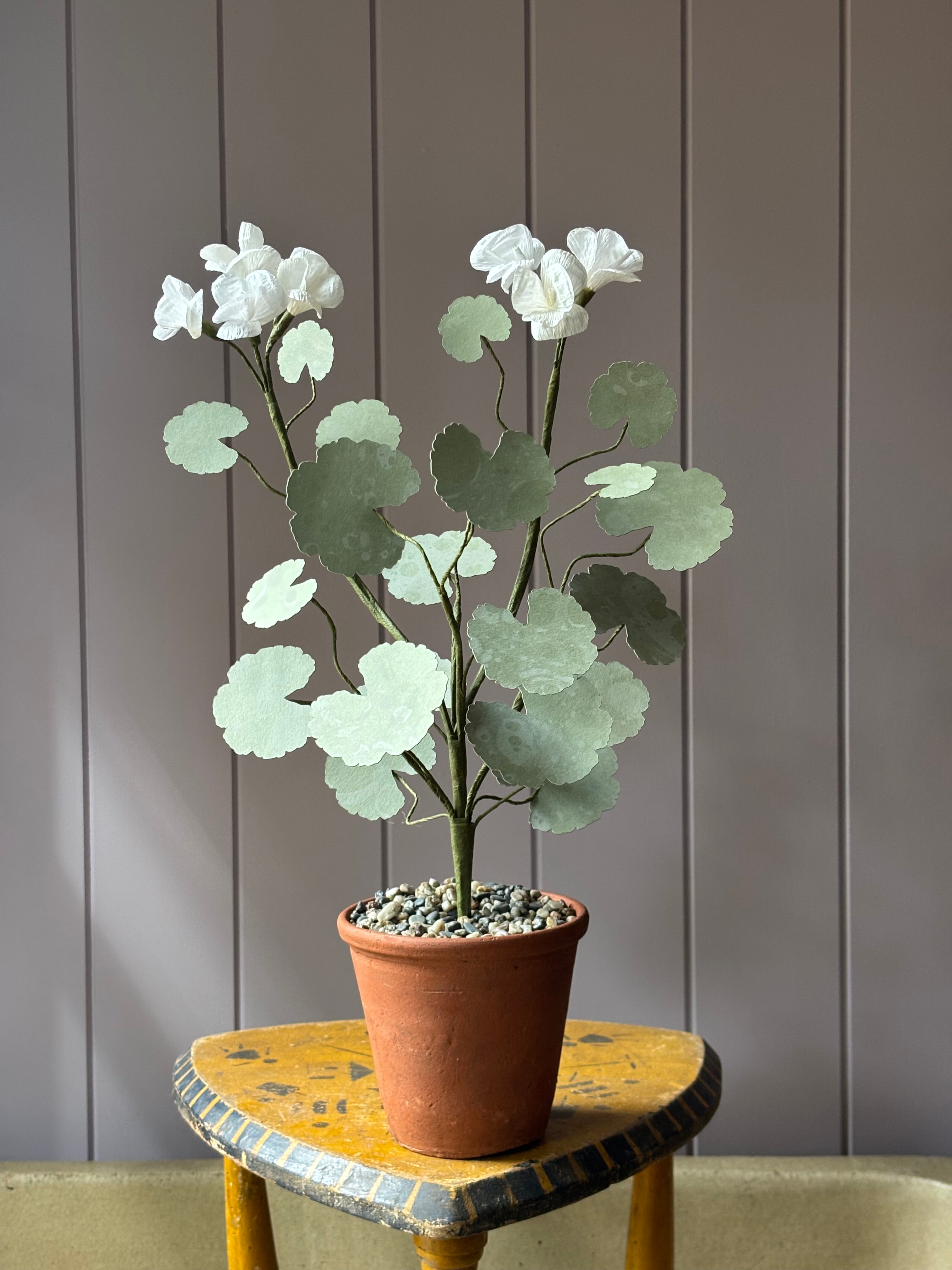 Paper geranium