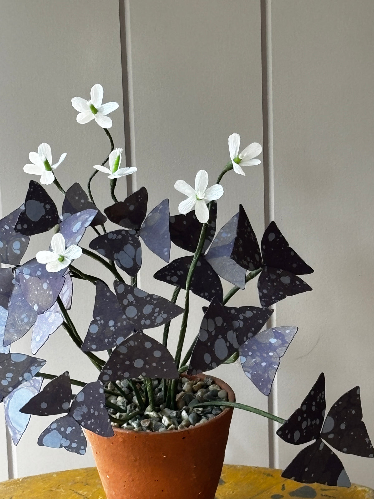 Paper Oxalis