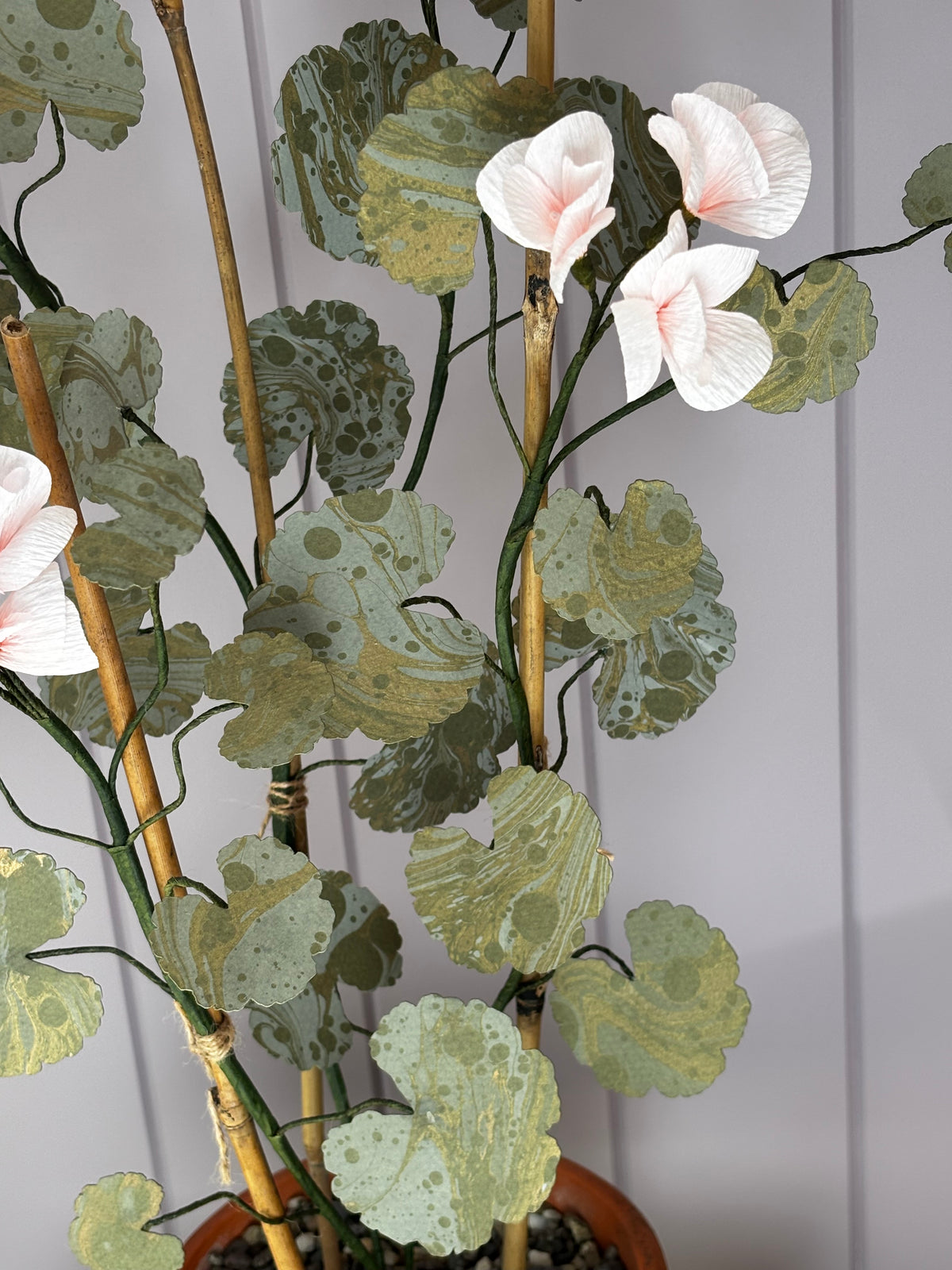 Paper geranium