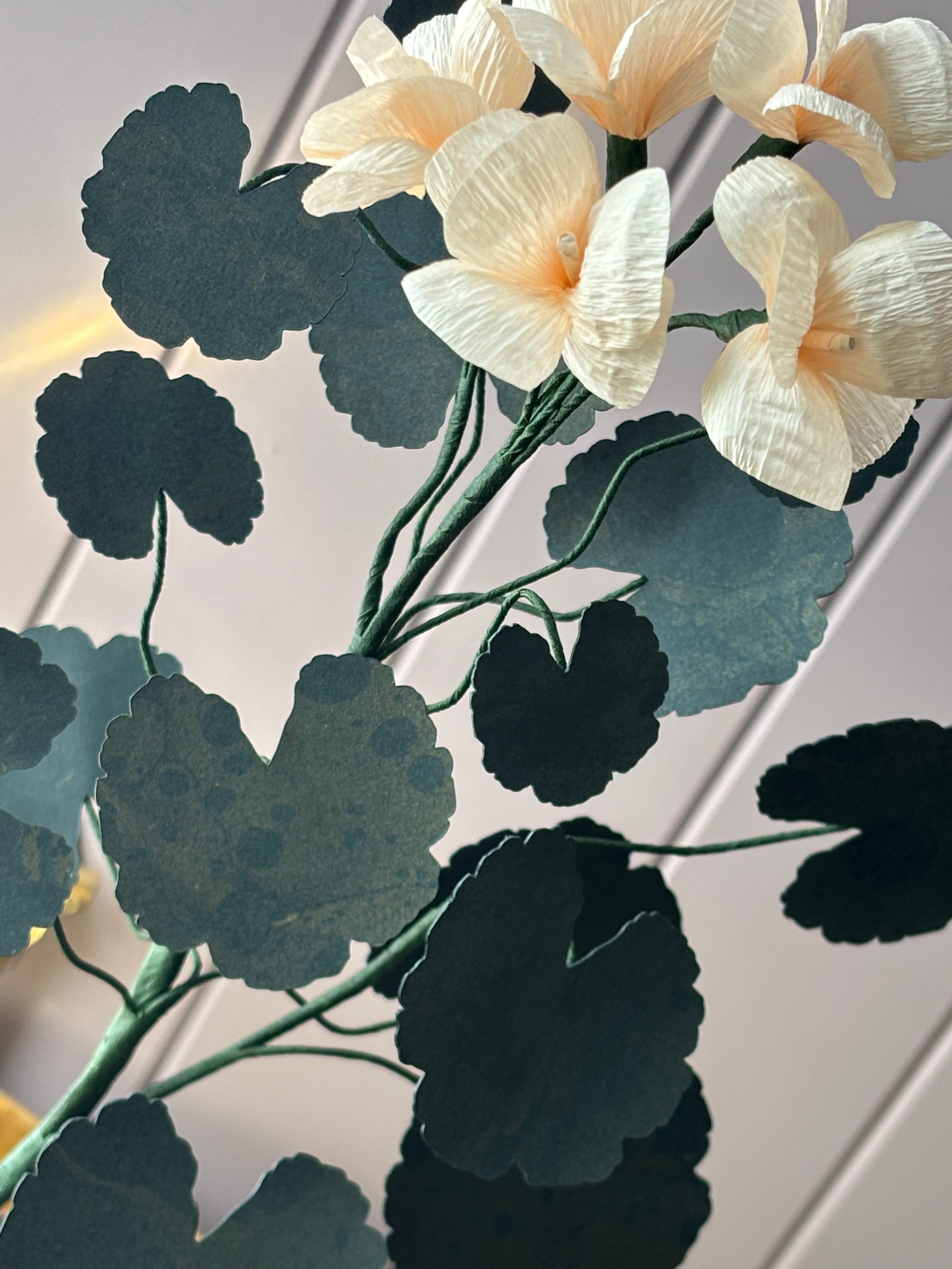Paper geranium