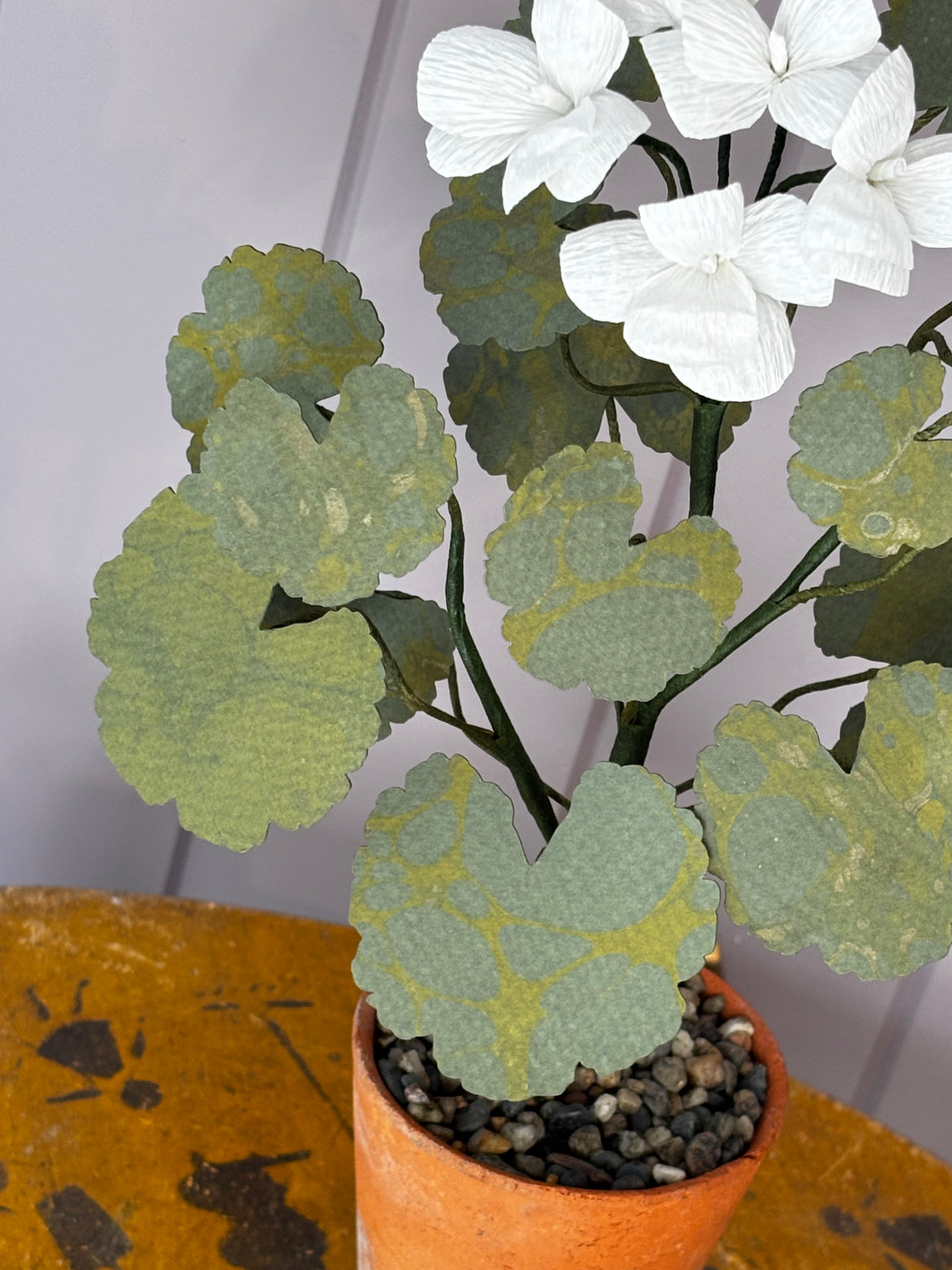 Paper geranium