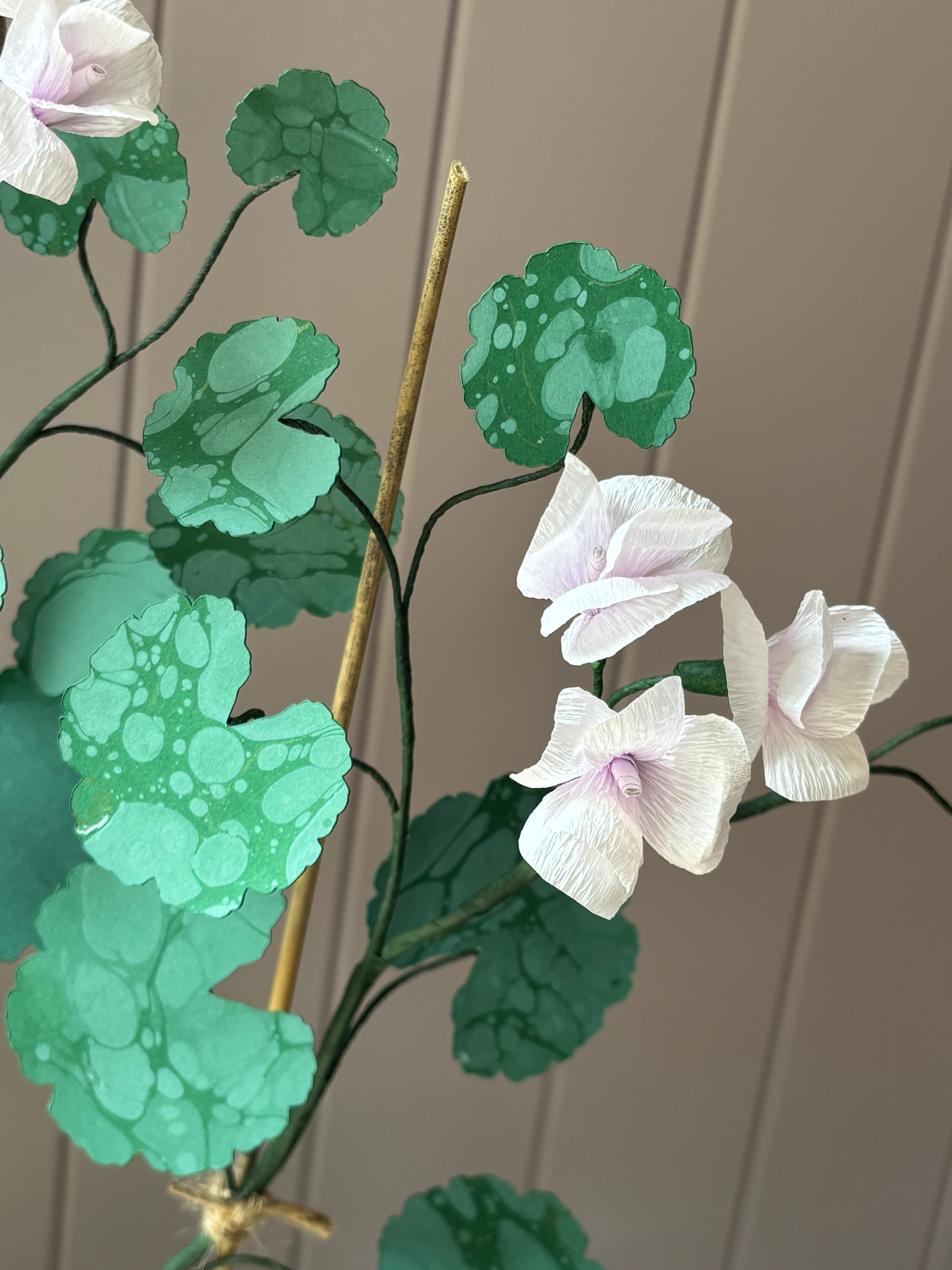 Paper geranium