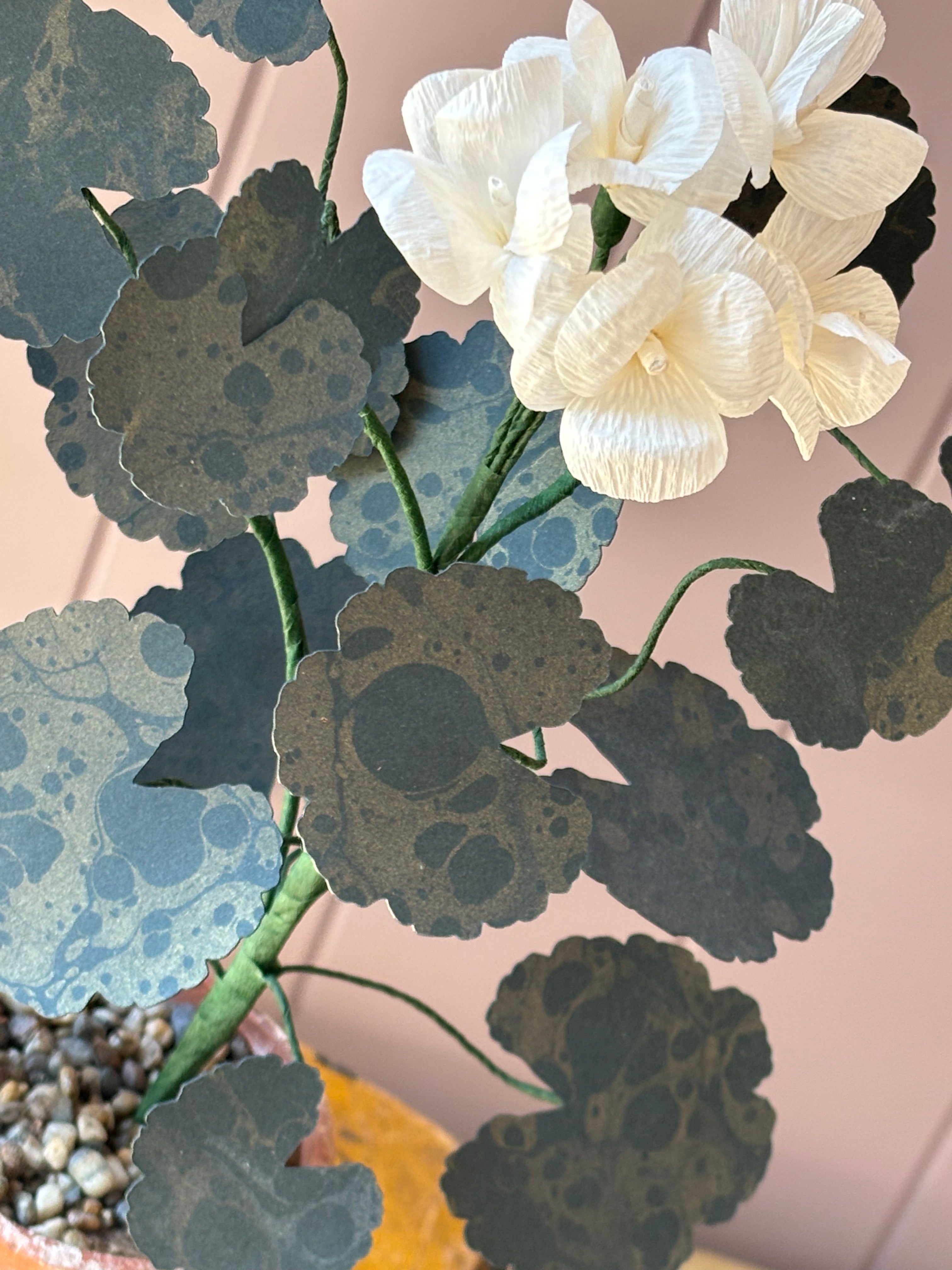Paper geranium