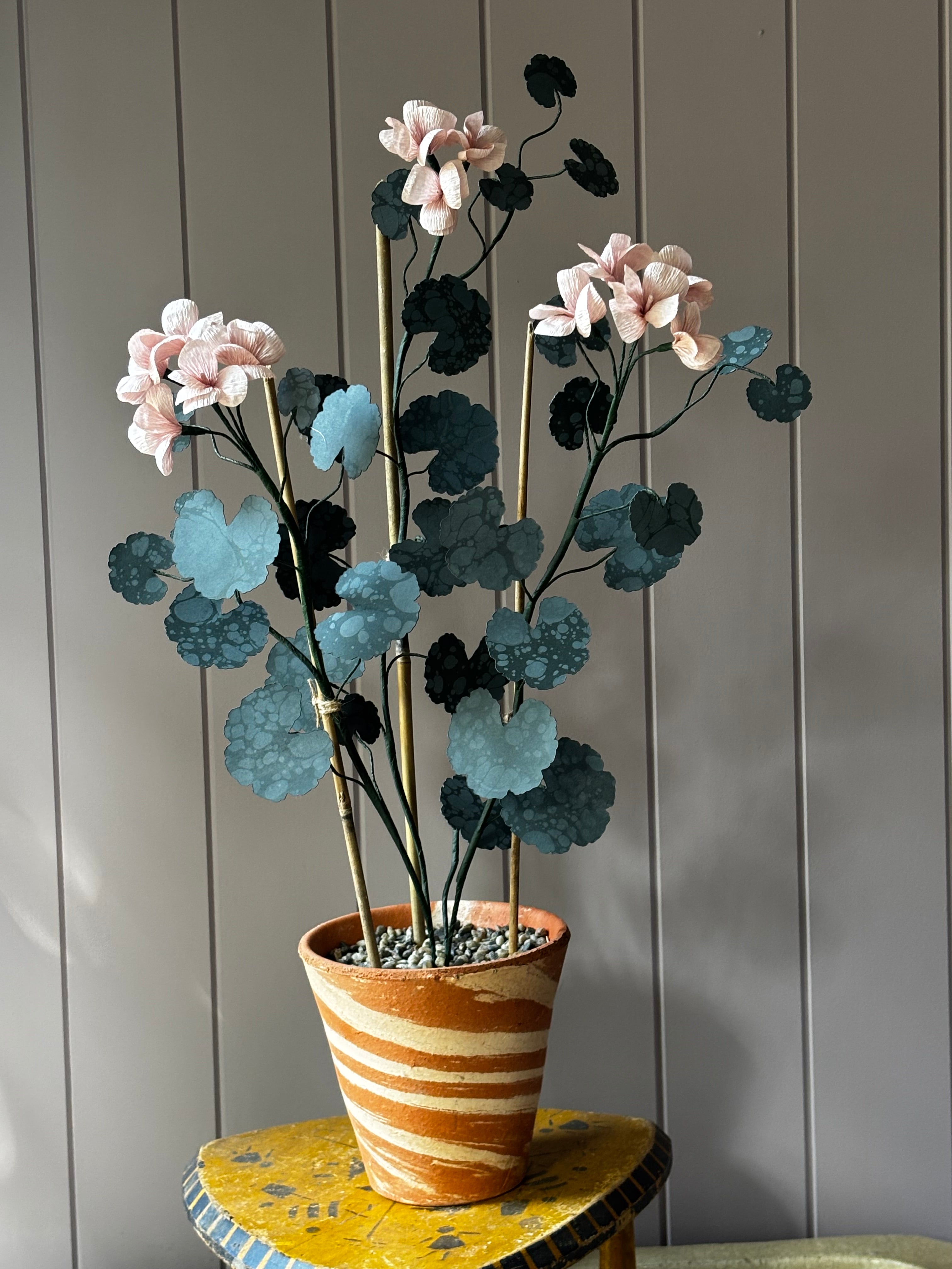 Paper geranium